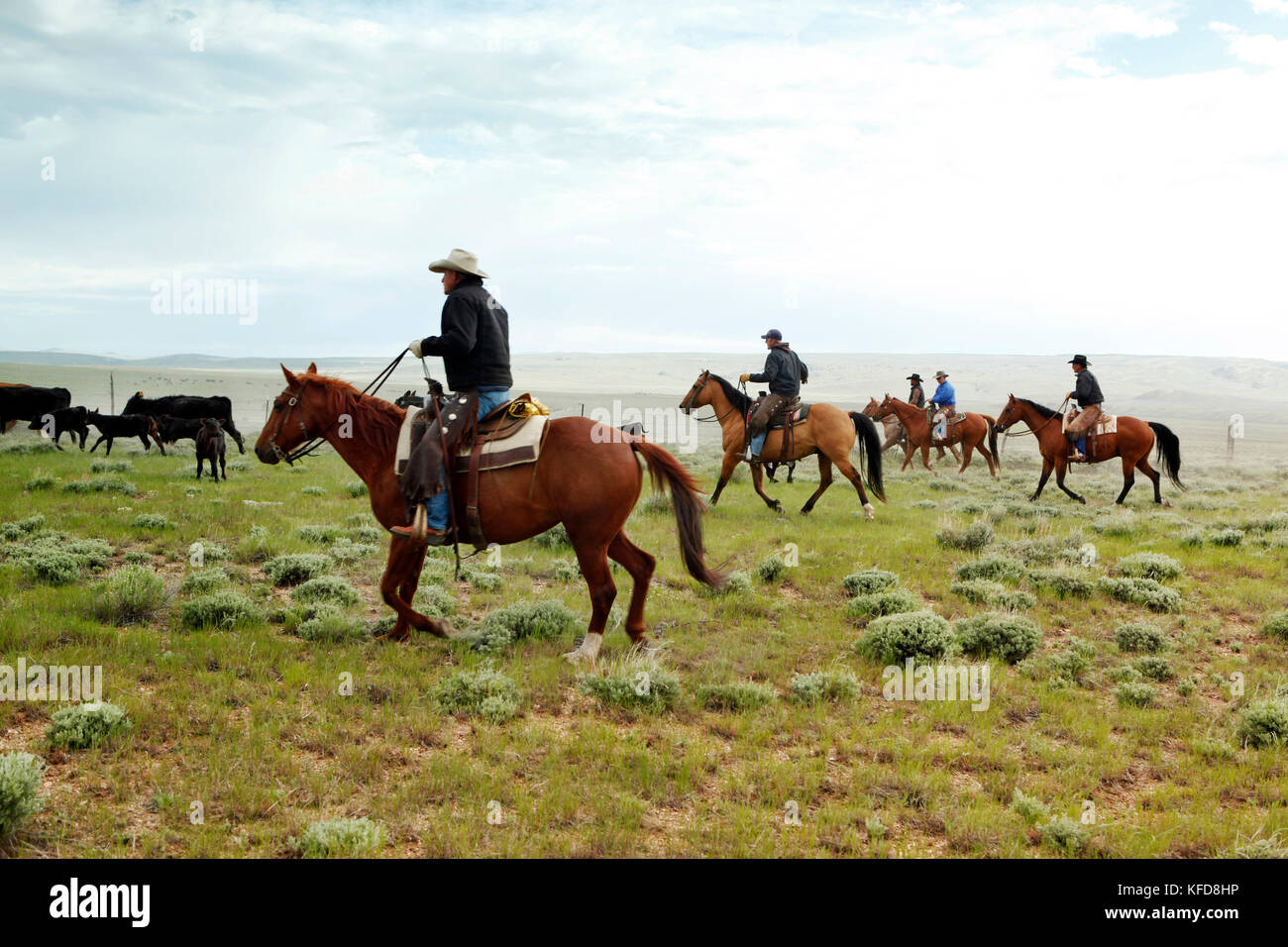 Ee.Uu., Wyoming, campamento, vaqueros mover ganado hacia un corral para ser  la marca, Big Creek Ranch Fotografía de stock - Alamy