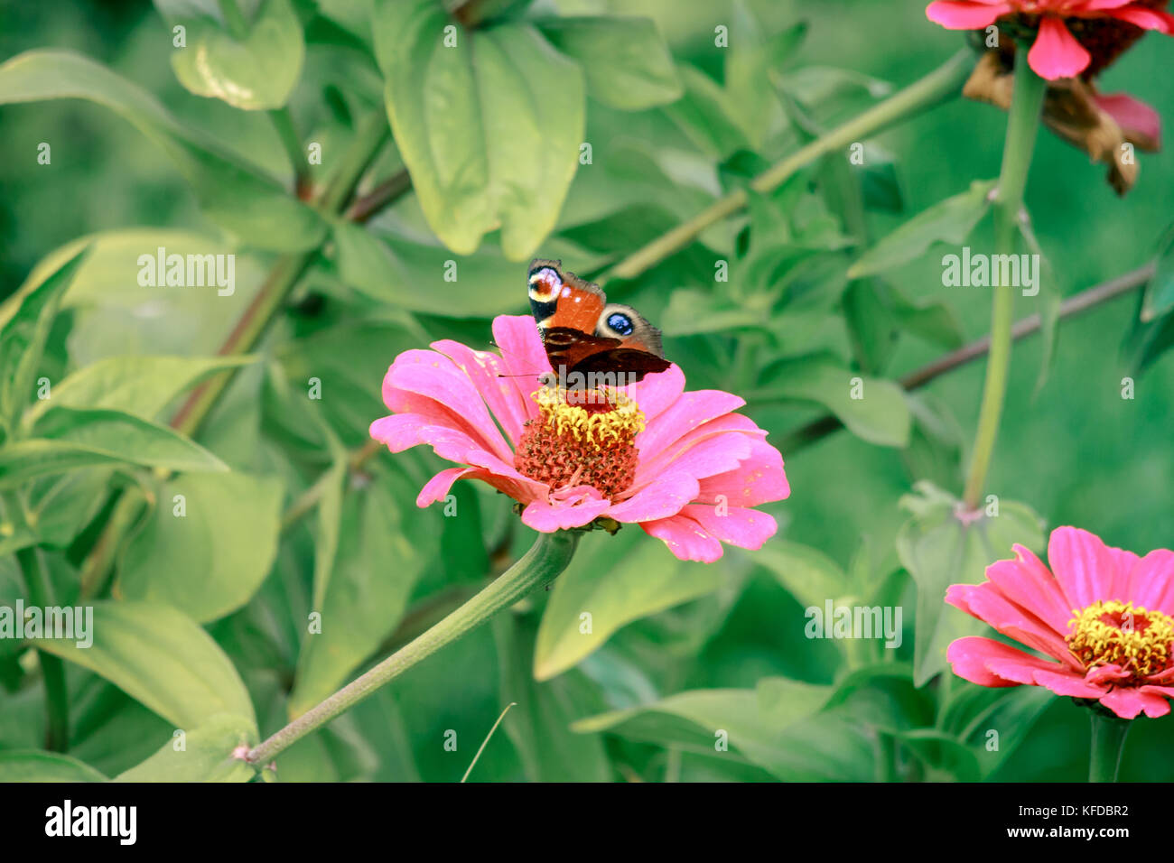 Cerrar acuerdo de insecto mariposa pavo real de flor en flor en el jardín de plantas de Bush naturaleza recogiendo polen o néctar en verano Foto de stock