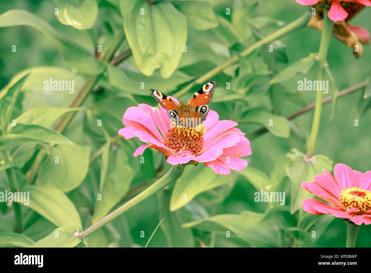 Cerrar acuerdo de insecto mariposa pavo real de flor en flor en el jardín de plantas de Bush naturaleza recogiendo polen o néctar en verano Foto de stock