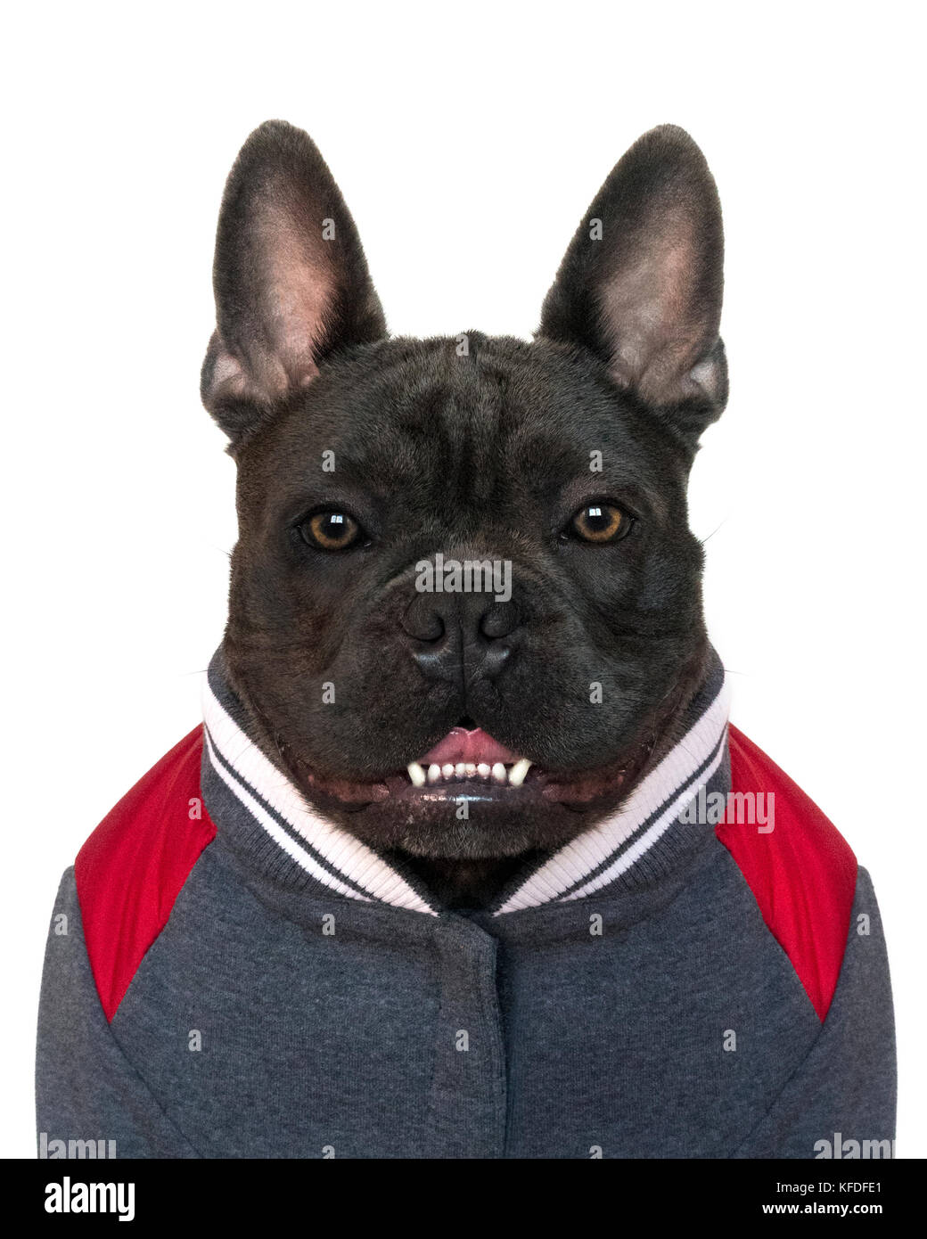 Mascota mugshot tipo retrato, la cabeza y los hombros de un bulldog francés azul vestido de college high school de deporte, sobre un fondo blanco aislado, Foto de stock
