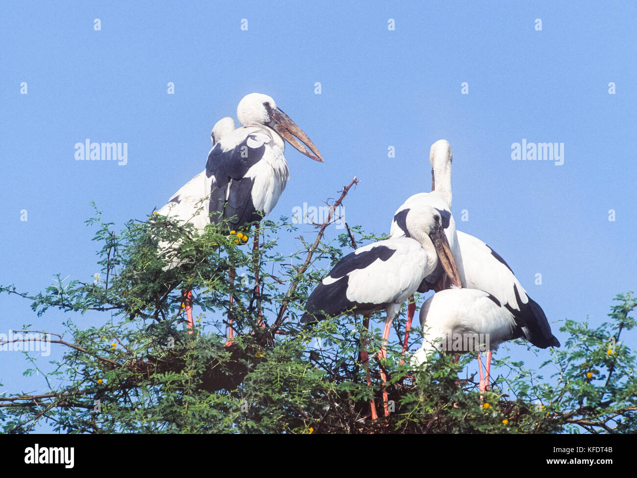 Asian Openbill Stork (Anastomus oscitans), el Parque Nacional de Keoladeo Ghana, Bharatpur, Rajasthan, India Foto de stock