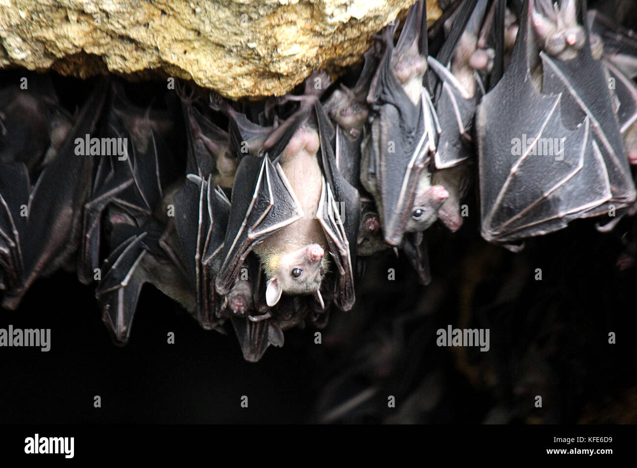 Geoffrey's rousette fruit bat" con el nombre científico (rousettteus  amplexicaudatus) mientras toma un descanso dentro del monfort colonia de  murciélagos, situada en la cueva en la isla de Samal monfortina en la