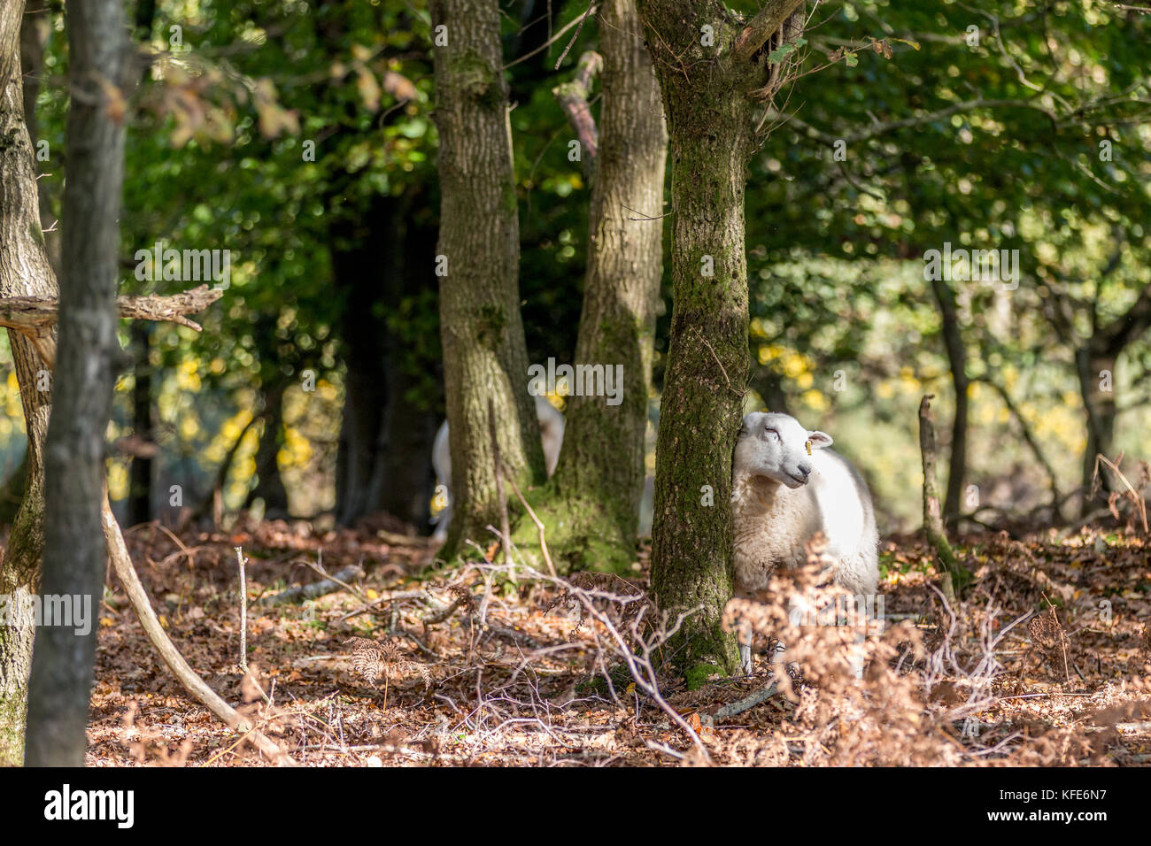 Ovejas rascarse contra el árbol - bosque de Ashdown, Sussex, Reino Unido Foto de stock