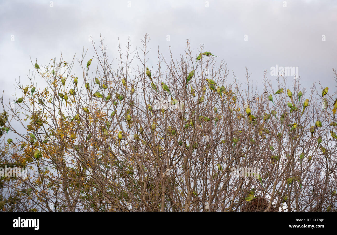 Parakeets de cuello redondo, (Psittacula krameri), rozing en los árboles, Wormwood Scrubs, Londres, Reino Unido Foto de stock