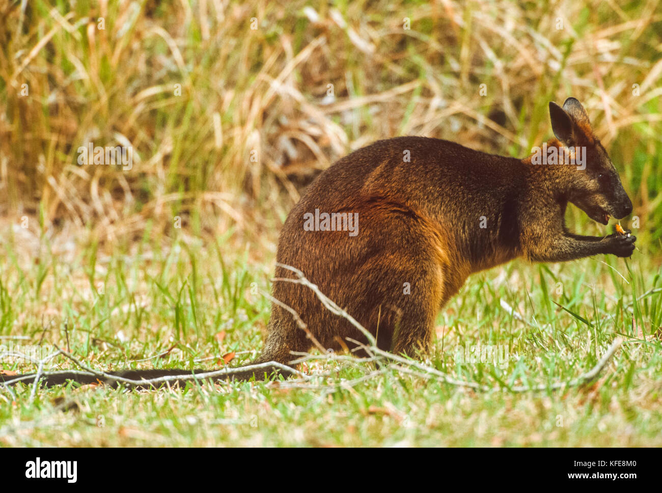 Pantano Wallaby (Wallabia bicolor), Byron Bay, New South Wales, Australia Foto de stock