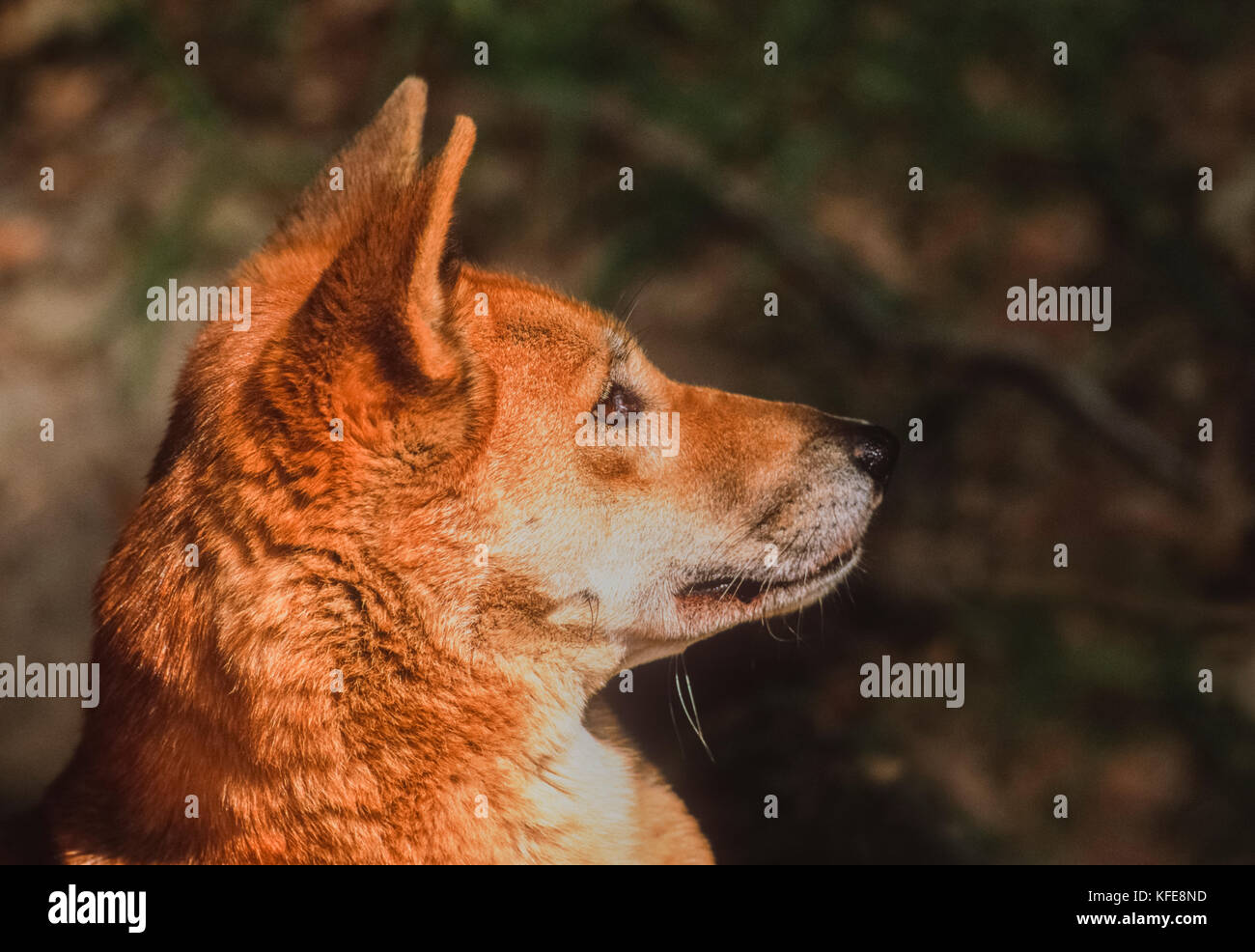 Dingo australiano, (Canis dingo o Canis lupus dingo), Isla Fraser o K'Gari Island, Queensland, Australia Foto de stock