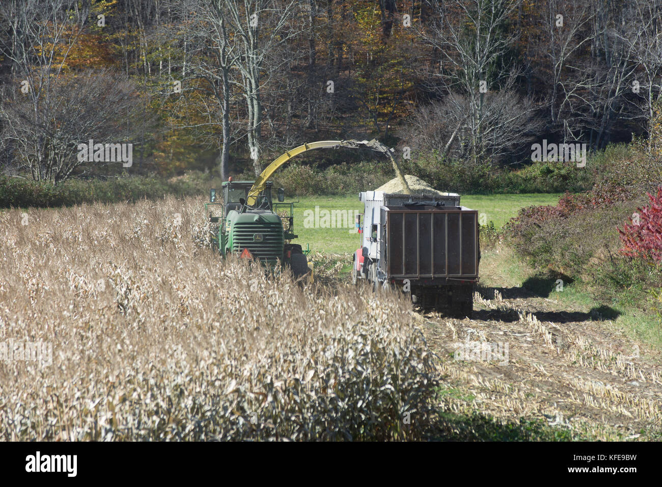 La caída de la cosecha de maíz de invierno staulks piensos en Vermont, EE.UU. Foto de stock