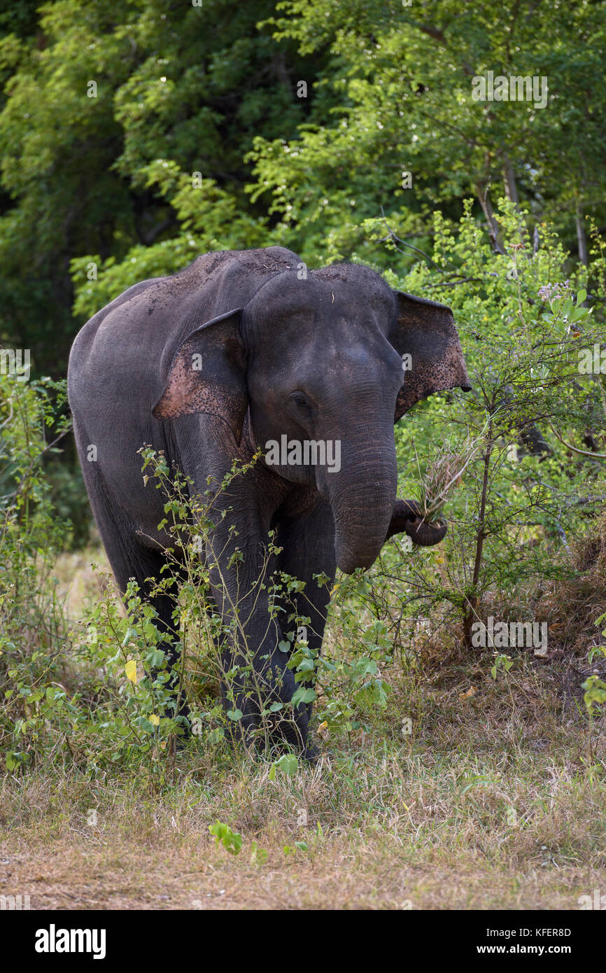 Sri Lanka - elefantes Elephas maximus maximus, Sri Lanka Foto de stock