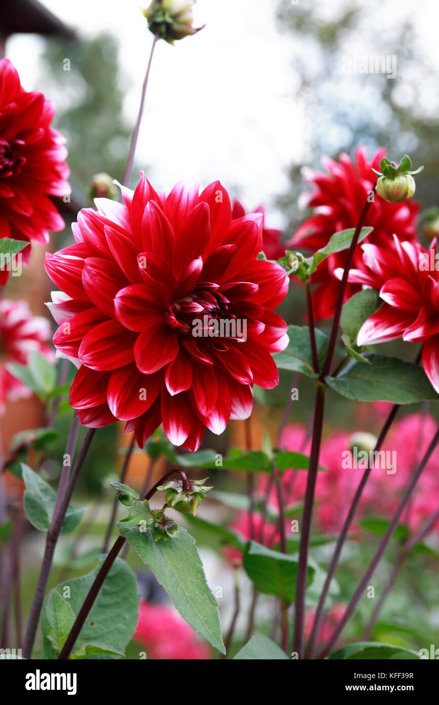 Bonito jardín del fondo con gran flor roja Foto de stock
