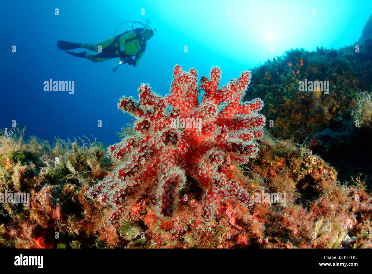 Red dead mans dedos, alcyonium palmatum, coralreef y buzo, Mar Adriático, el mar mediterráneo, Selce, kvaner golfo, CROACIA Foto de stock
