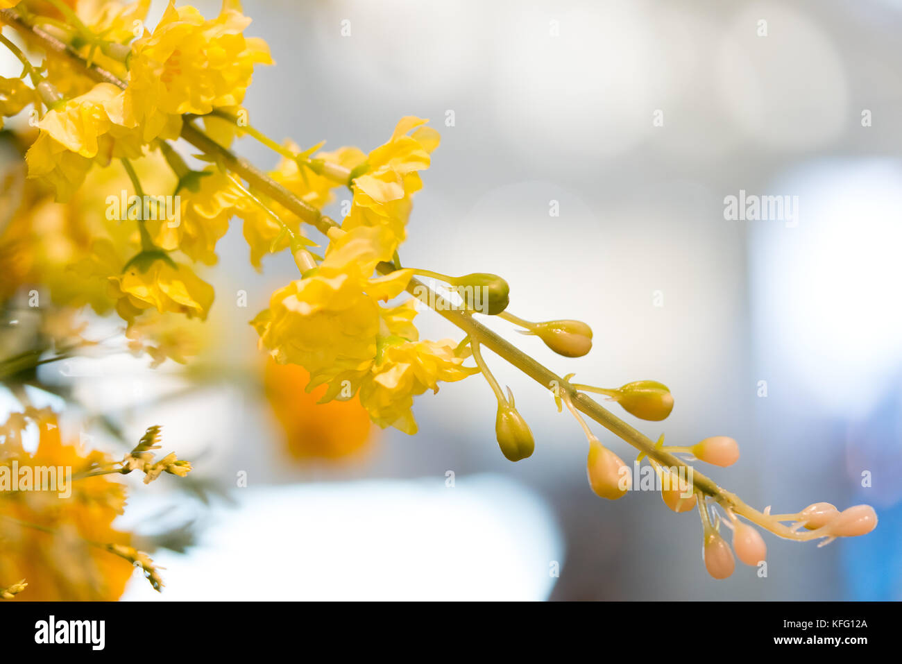 Lluvia dorada, este árbol es flores de plástico para decorar el lugar para la creación de un brillante y hermoso. Foto de stock