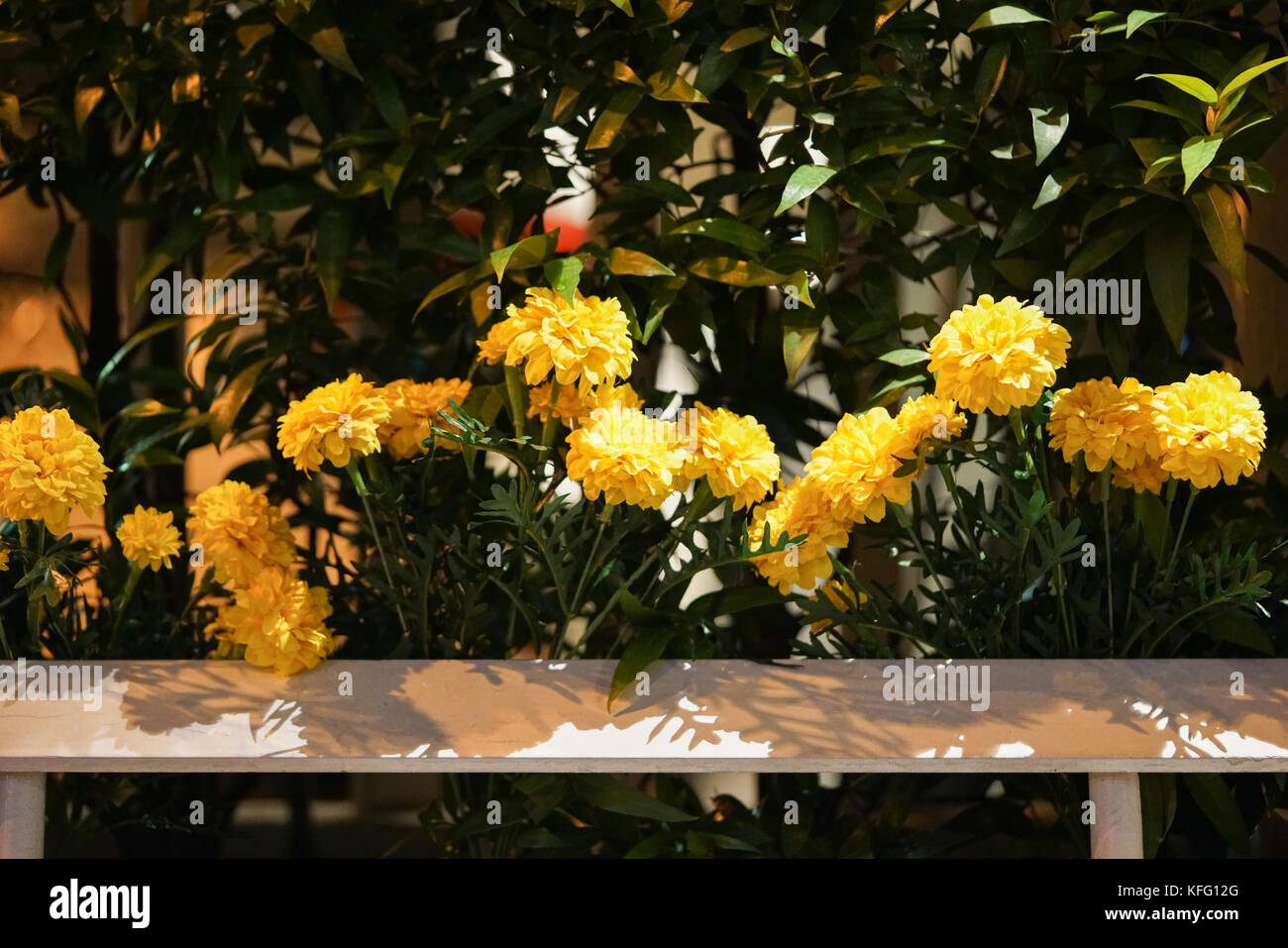 Flores de caléndula protector de plástico para decorar en la ciudad de Bangkok, este es durante el luto del rey Rama 9 de Tailandia. Foto de stock