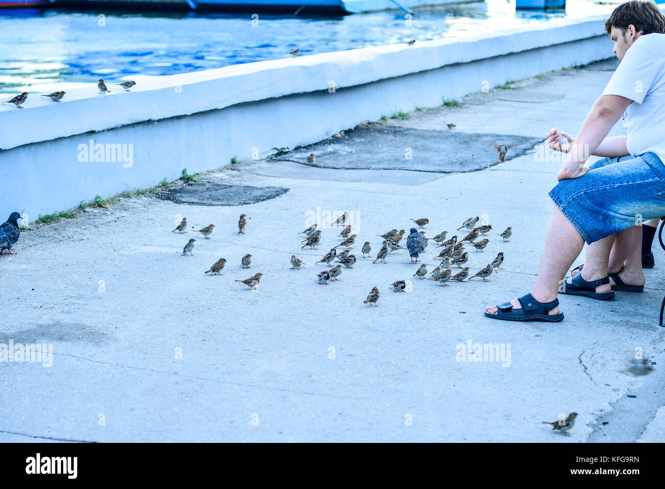 Rusia, saratov - 09.08.2017: hombre desconocido se sienta en un banco y alimenta palomas en el terraplén del río Volga en Saratov 08.09.2017, en Rusia. Foto de stock