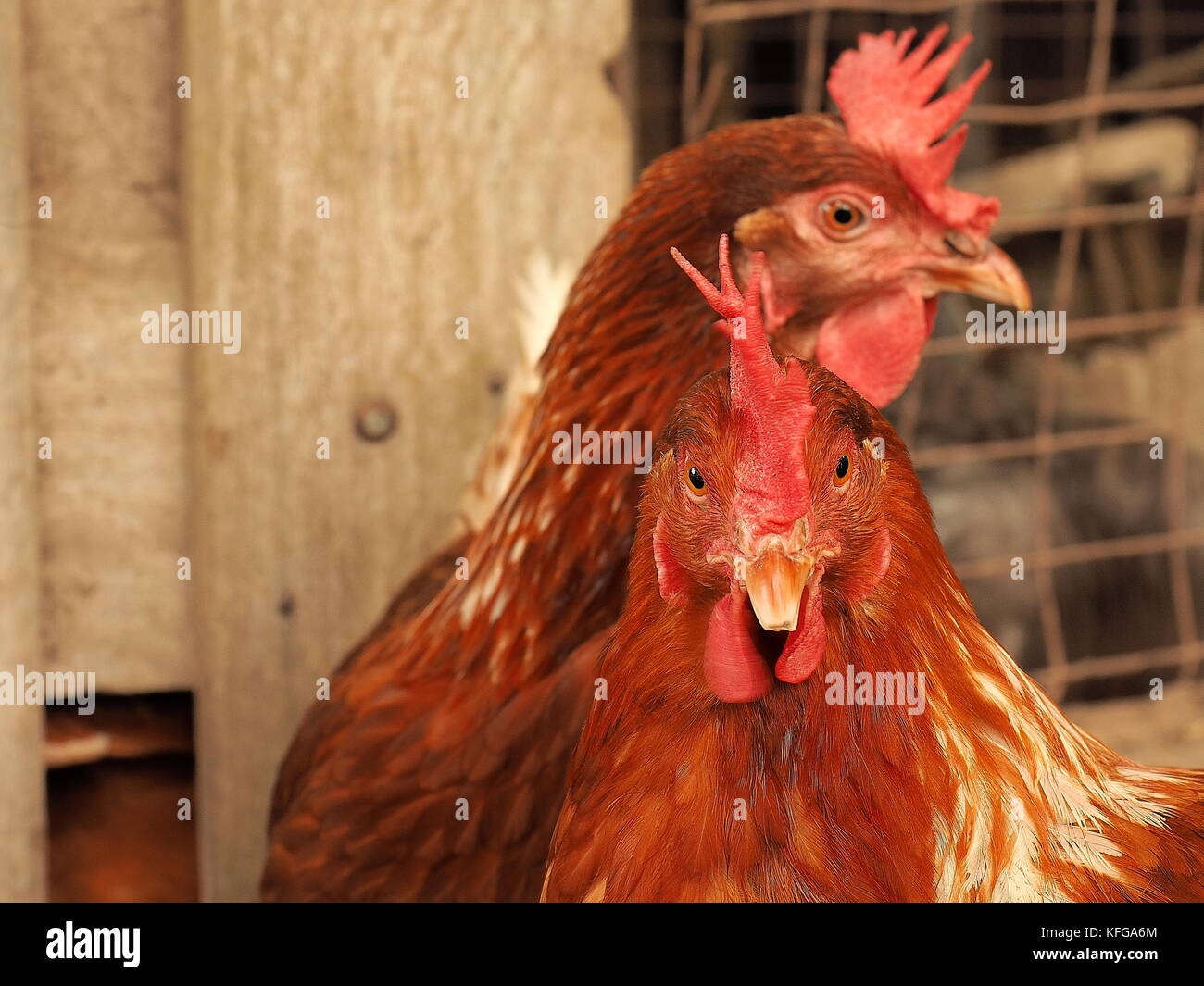 Las gallinas ponedoras en un país Corral. Las gallinas que ponen huevos en una granja freerange. Cagefree, marrón de las gallinas ponedoras. Foto de stock