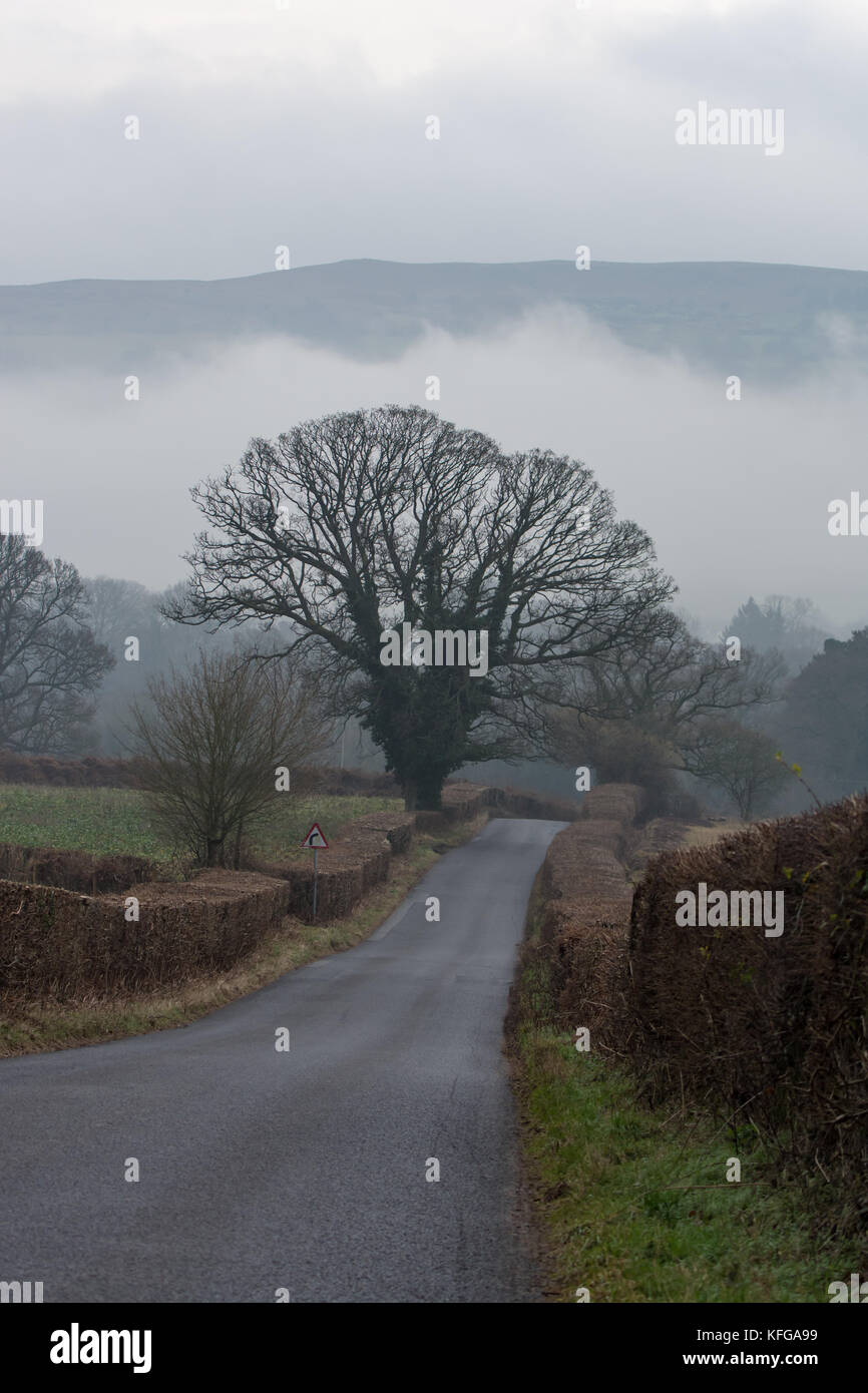 Los setos cuidadosamente arreglados ambos lados de un camino rural, Gales llangynidr Foto de stock