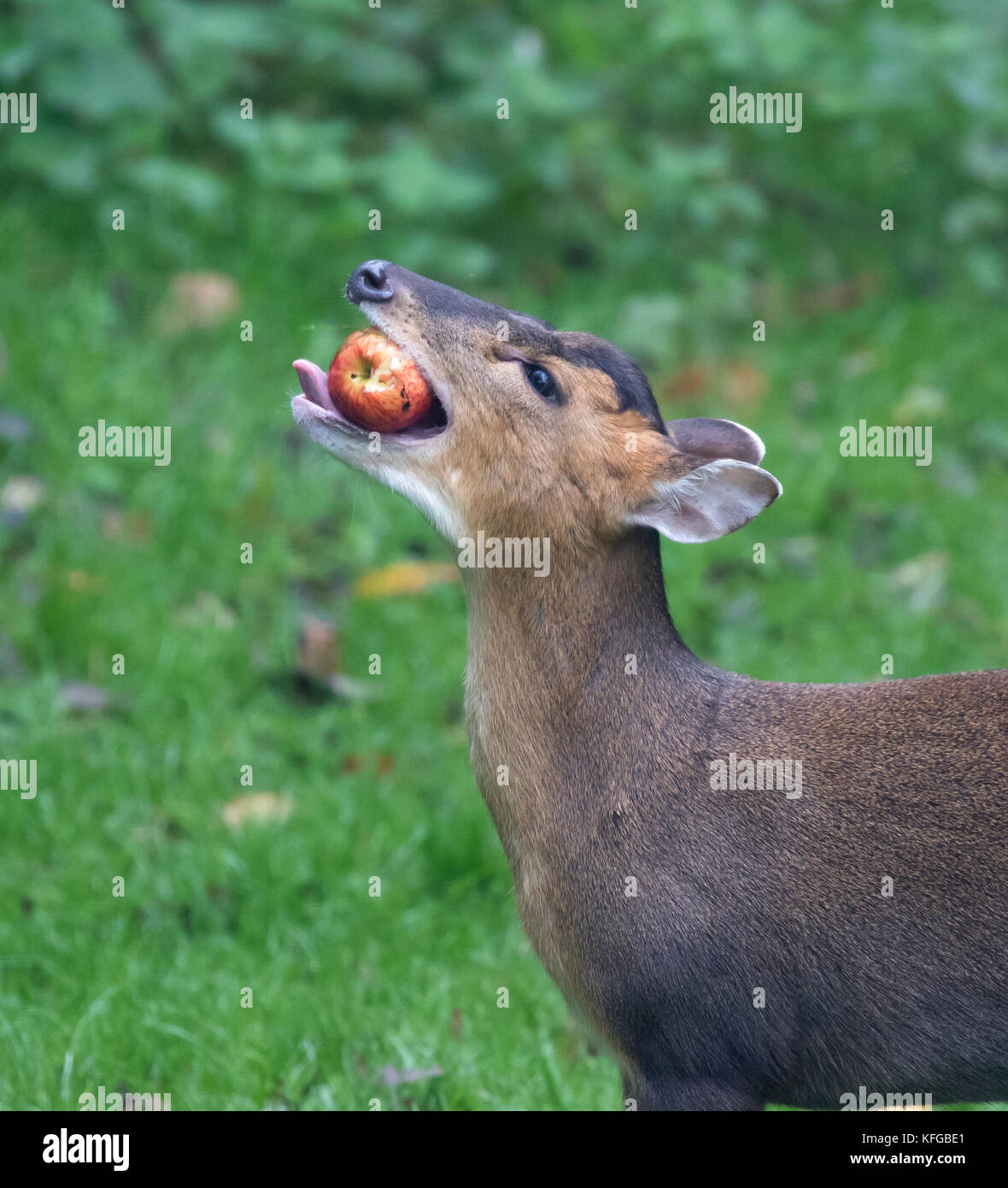 muntjac-muntiacus-reevesi-tambi-n-llamado-ladridos-ciervos-comiendo