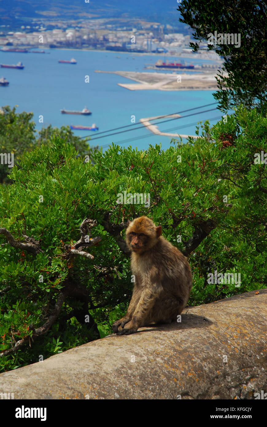 Gibraltar, simios Barbary en la roca con vistas a la Linea Foto de stock