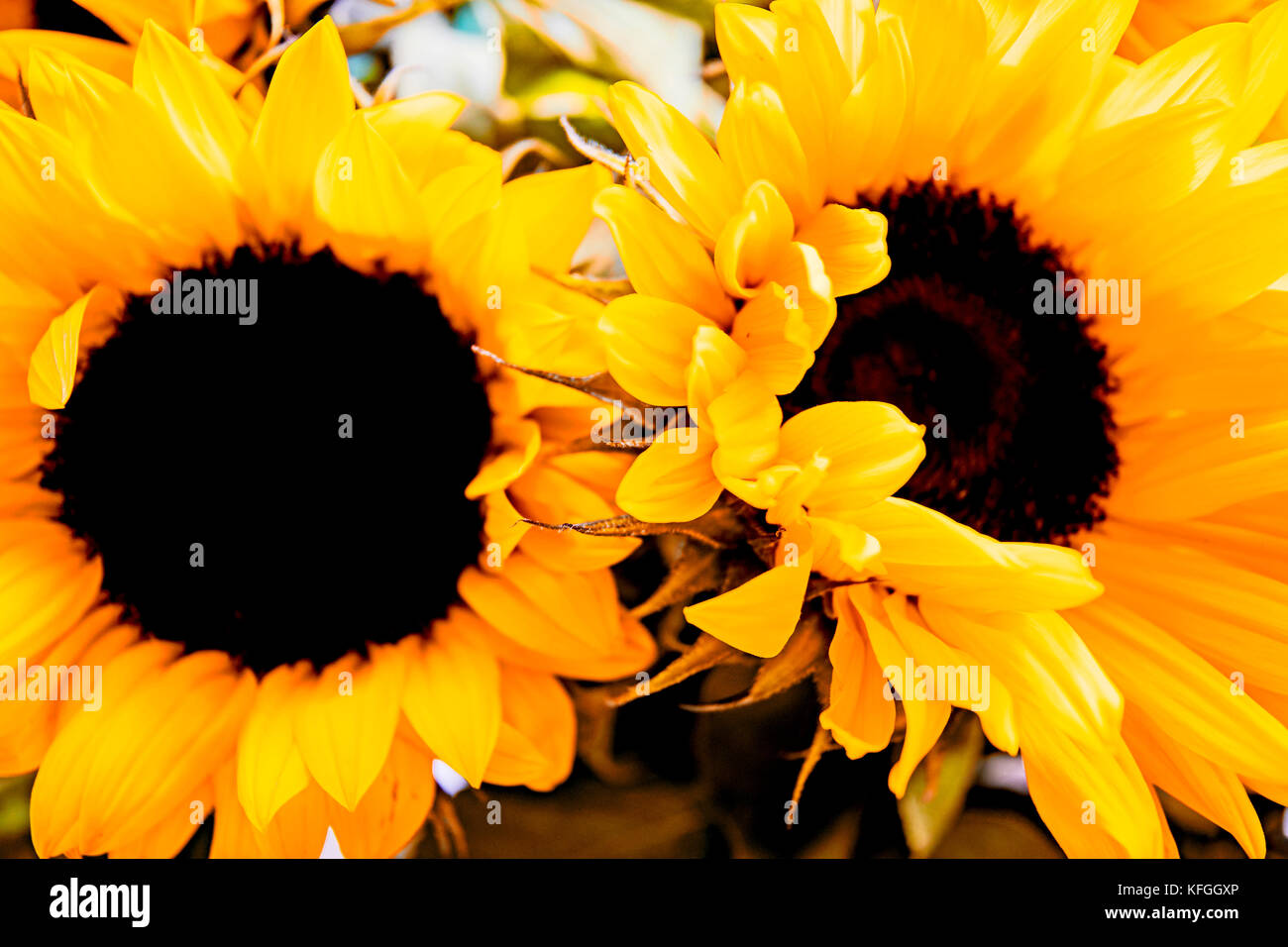 Los girasoles, Sonnenblumen Foto de stock