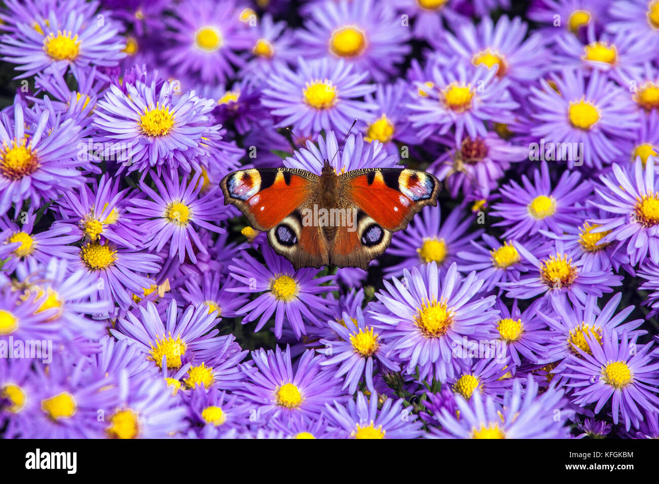 Peacock mariposa sobre la flor Inachis io sentado en Aster dumosus ' Prof. Anton Kippenberg ' Octubre flores Foto de stock