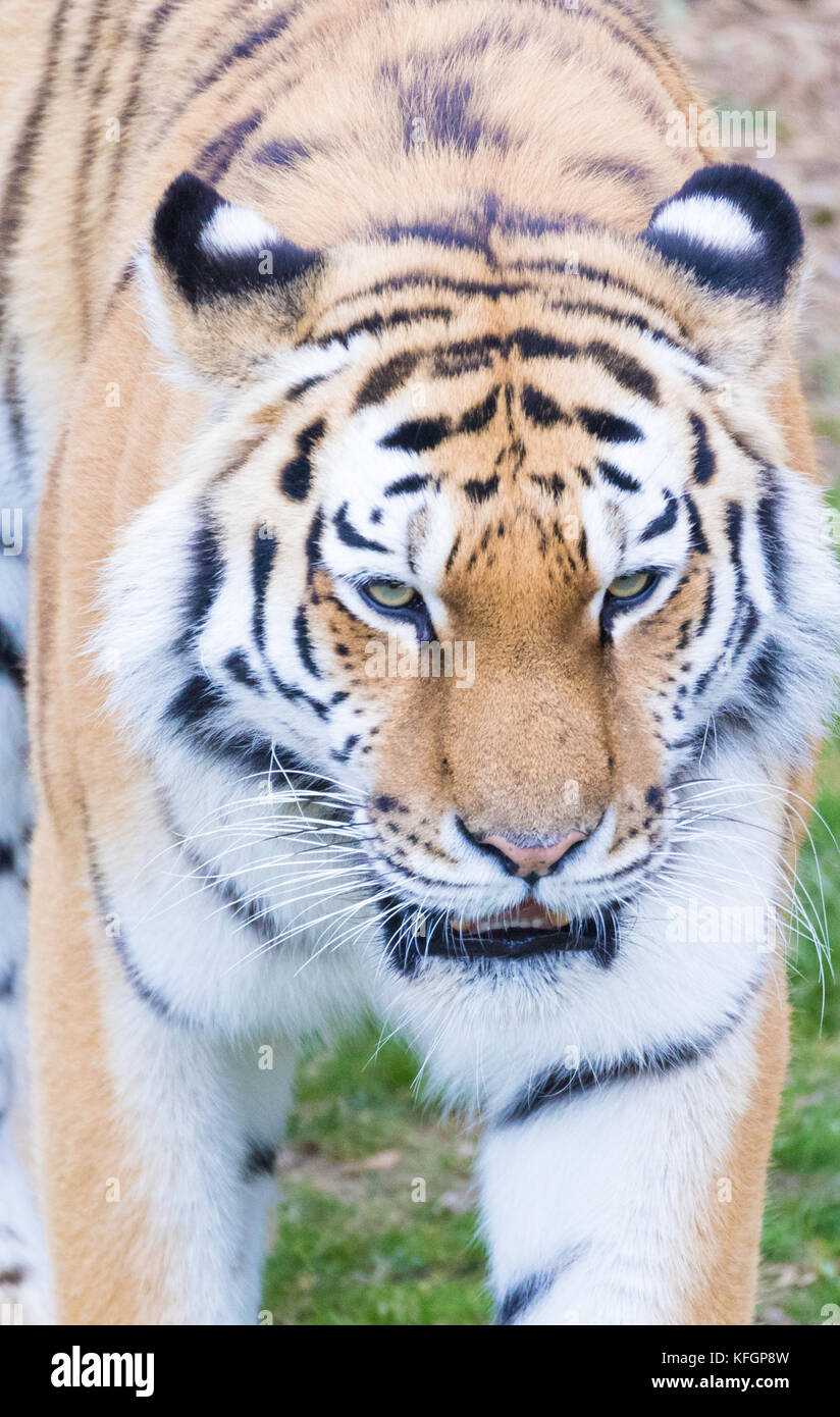 Tiger cerrar cabeza disparado imagen Foto de stock