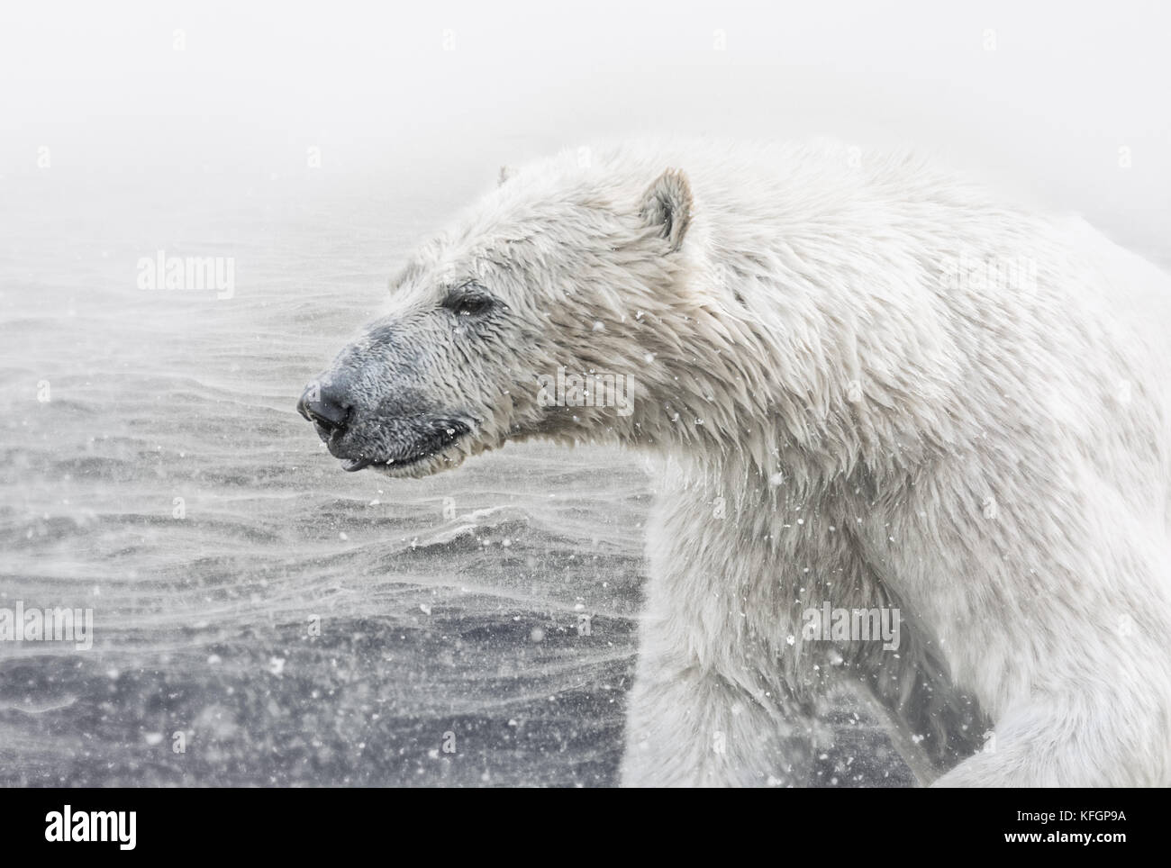 Oso polar en el verano Foto de stock