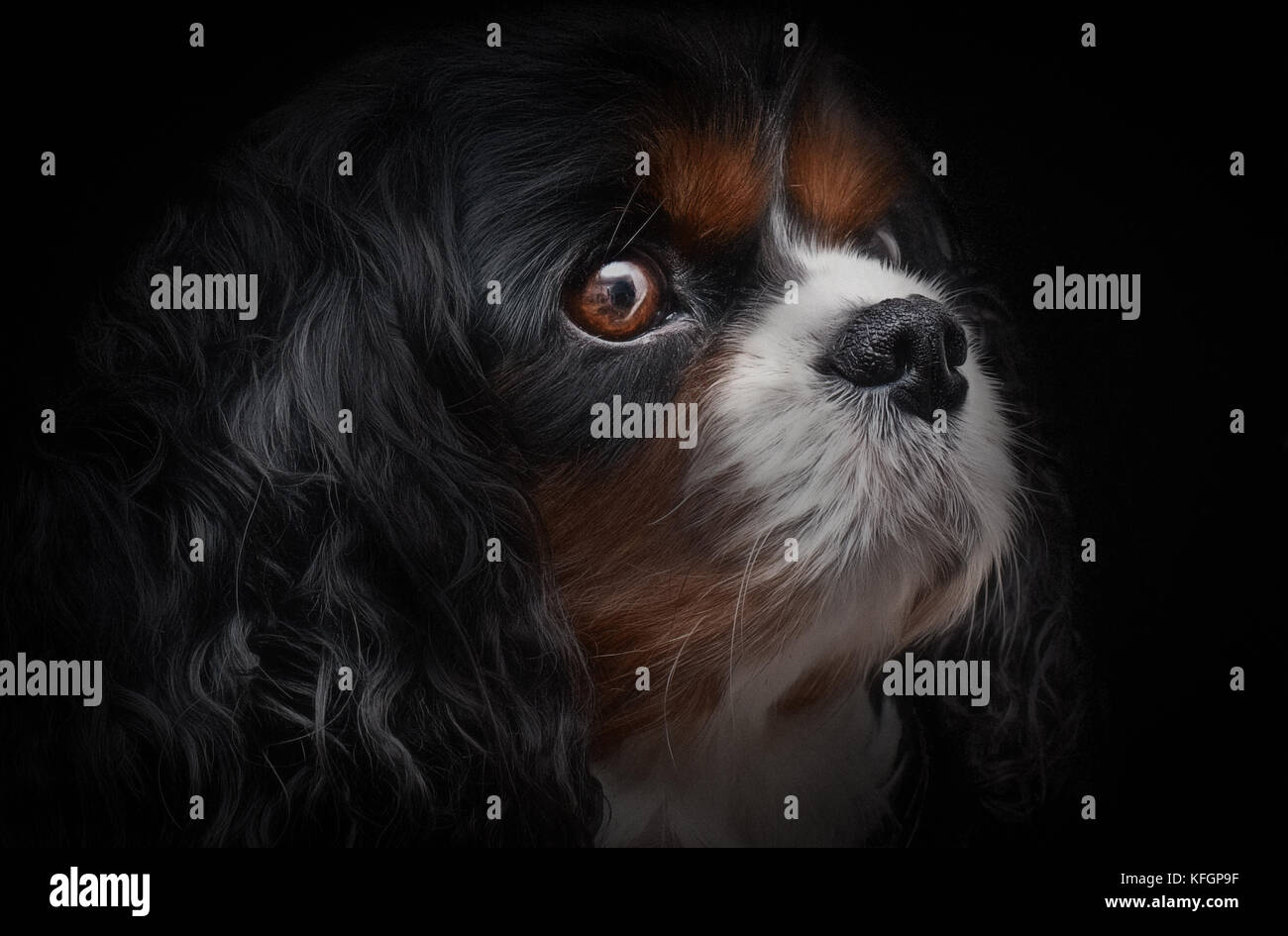Un cavalier King Charles perro sobre un fondo negro mirando a la derecha Foto de stock