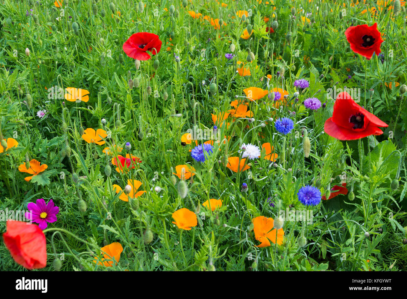 Flores silvestres de la pradera, Inverurie, Scotland, Reino Unido Foto de stock