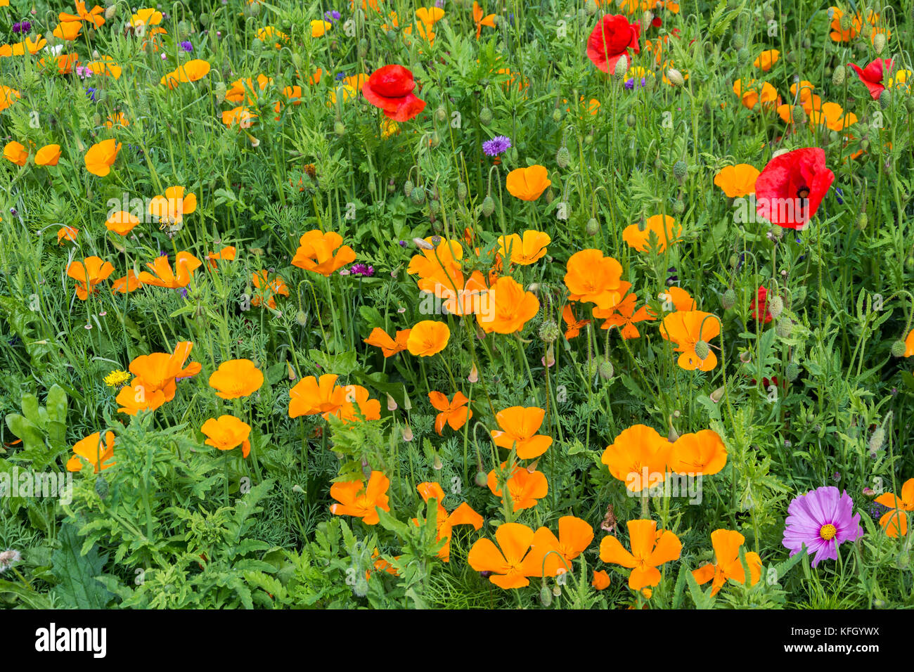 Flores silvestres de la pradera, Inverurie, Scotland, Reino Unido Foto de stock