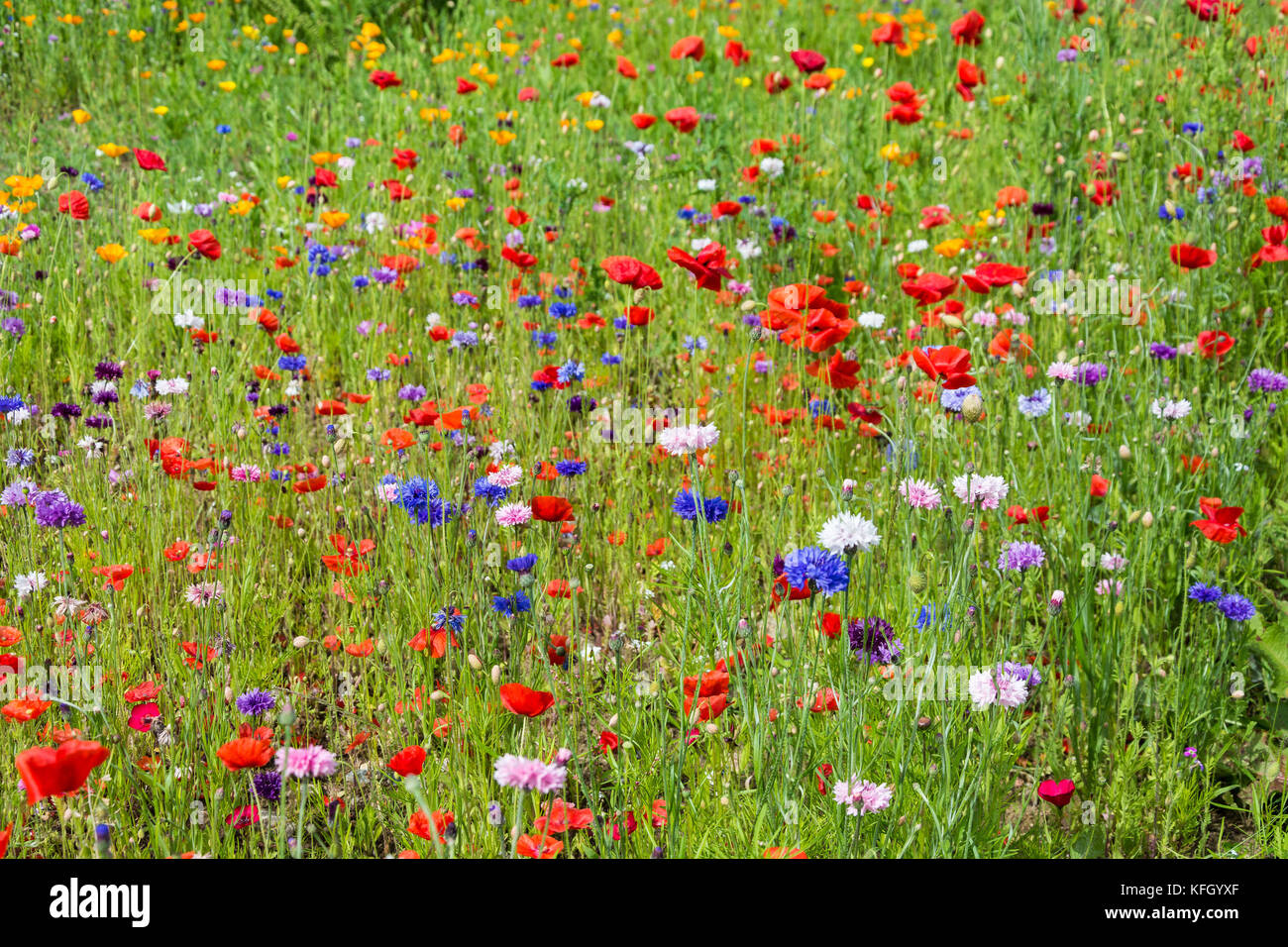 Flores silvestres de la pradera, Inverurie, Scotland, Reino Unido Foto de stock