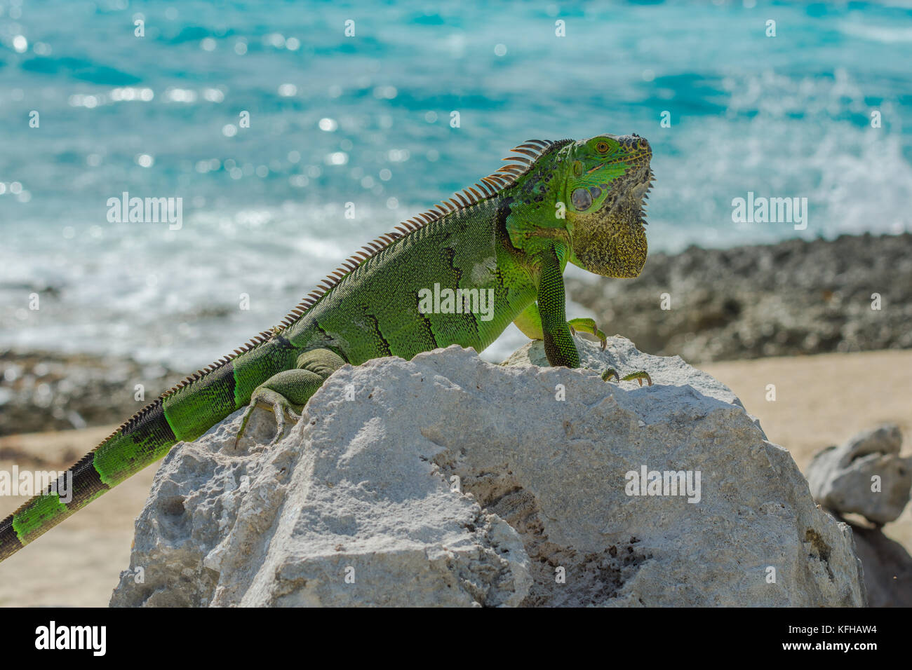 Iguana verde tomando el sol sobre una roca en la playa en Cozumel, México Foto de stock
