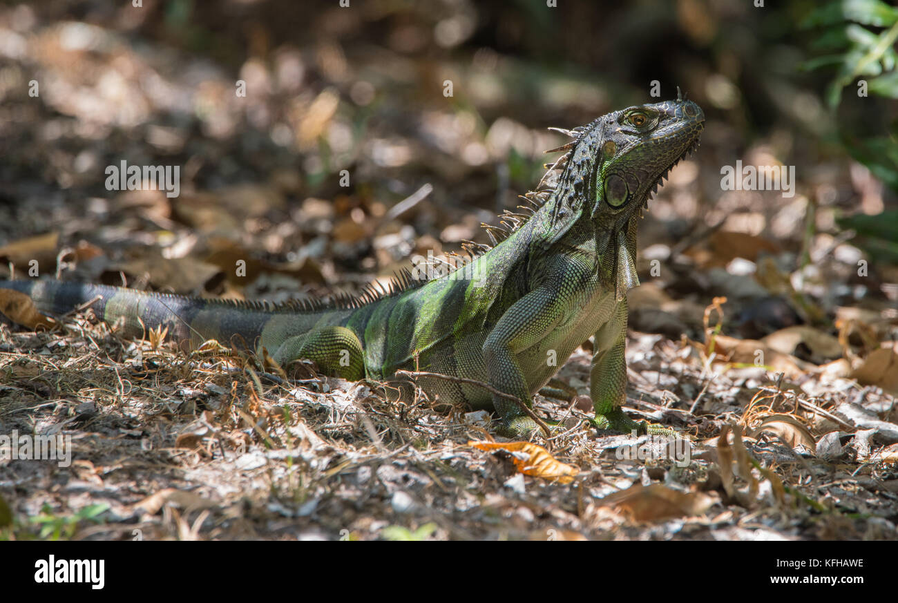 Iguana verde en busca de comida Foto de stock