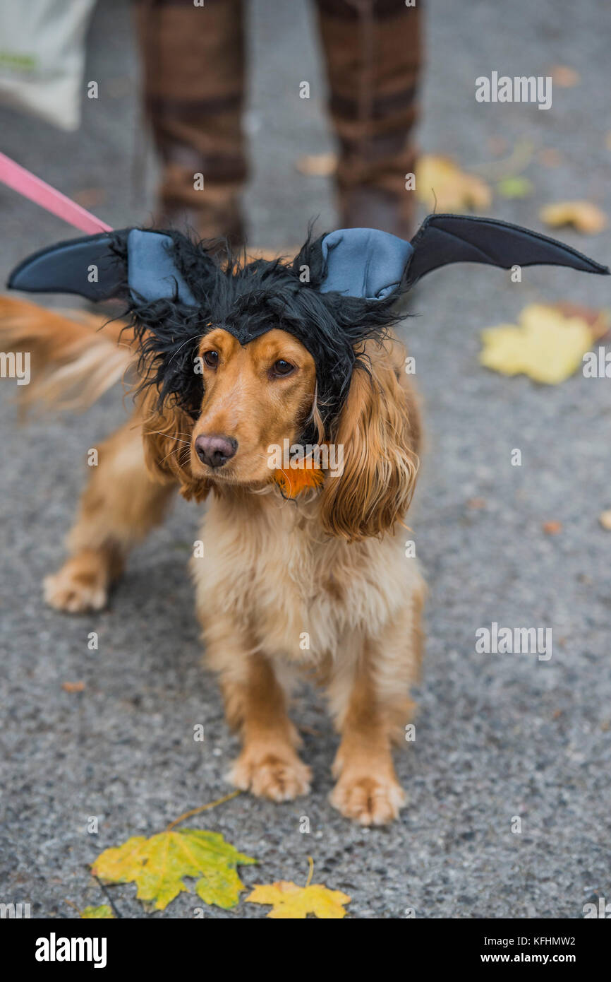 Hampstead Heath, Londres, Reino Unido. 29 Oct, 2017. Ellice Cocker Spaniel,  - una caridad Halloween perro a pasear y disfraces organizado por todos los  perros Asunto en los Españoles Inn, Hampstead. Londres,