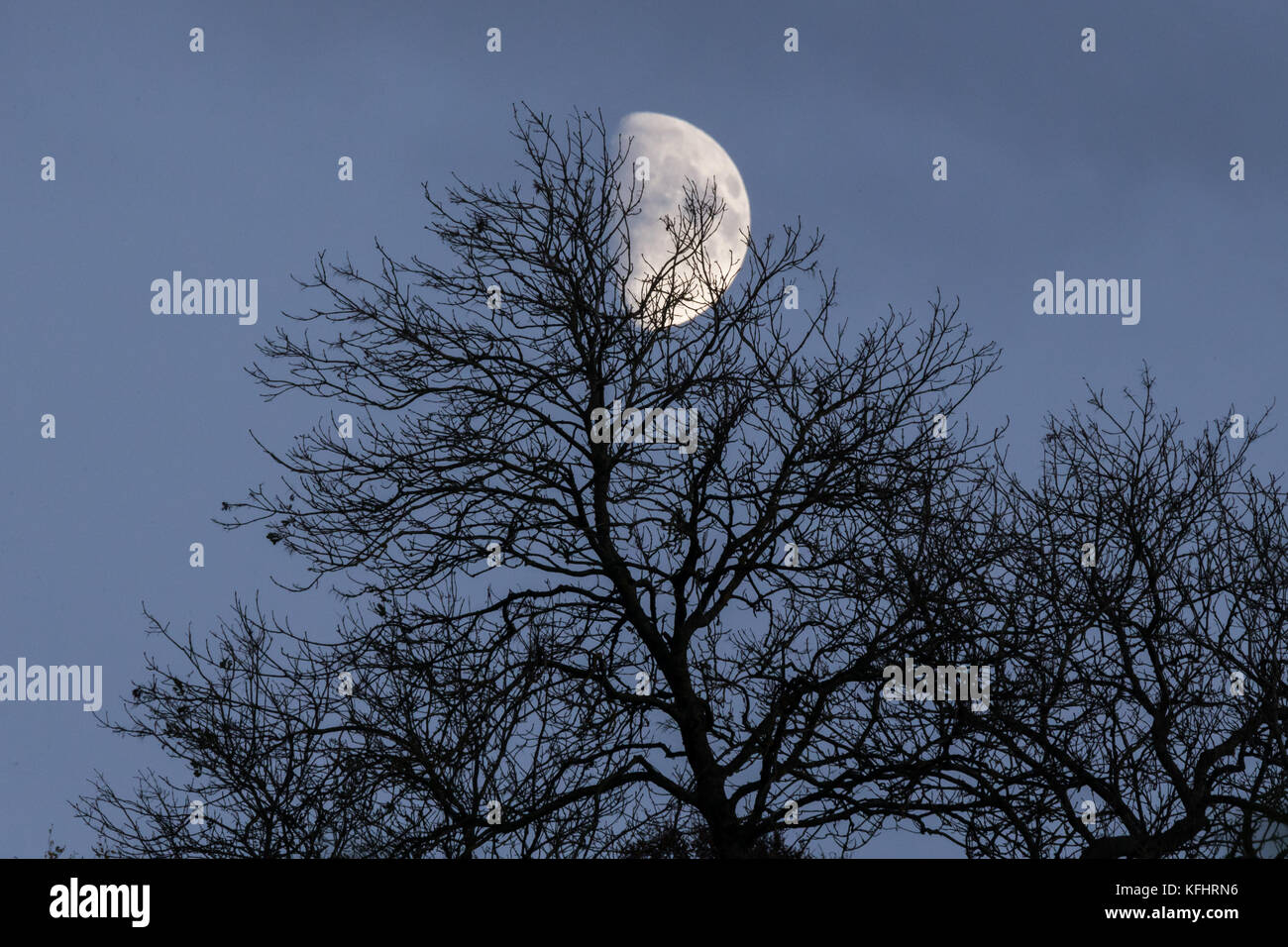 Encerar Luna en cuarto creciente a través de los árboles Foto ... Encerar Luna en cuarto creciente a través de los árboles Foto ...
