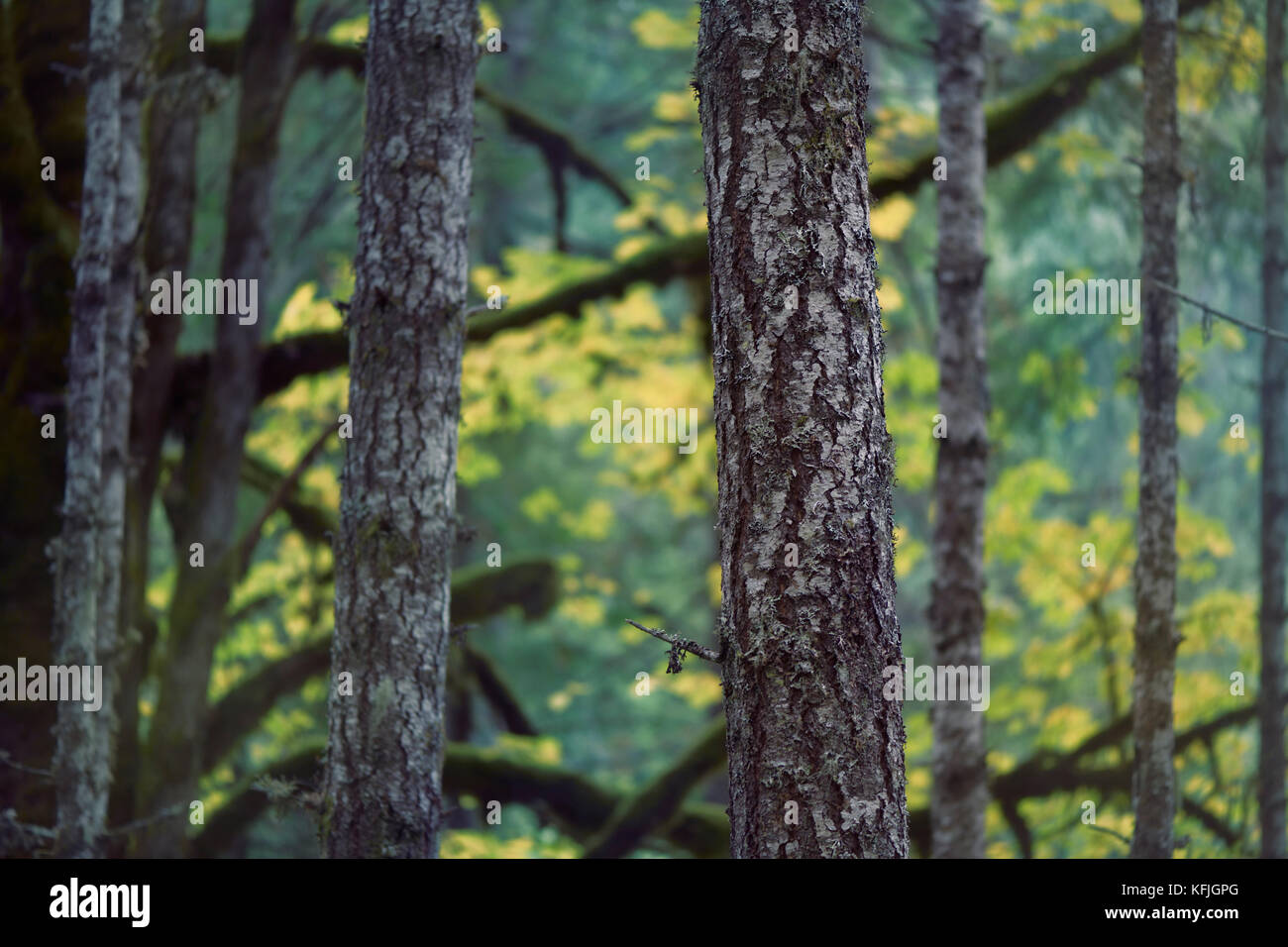 Hermosos paisajes abstractos de la naturaleza caída de troncos de abeto y colorido follaje de otoño en el fondo. La isla de Vancouver, British Columbia, Canadá. Foto de stock