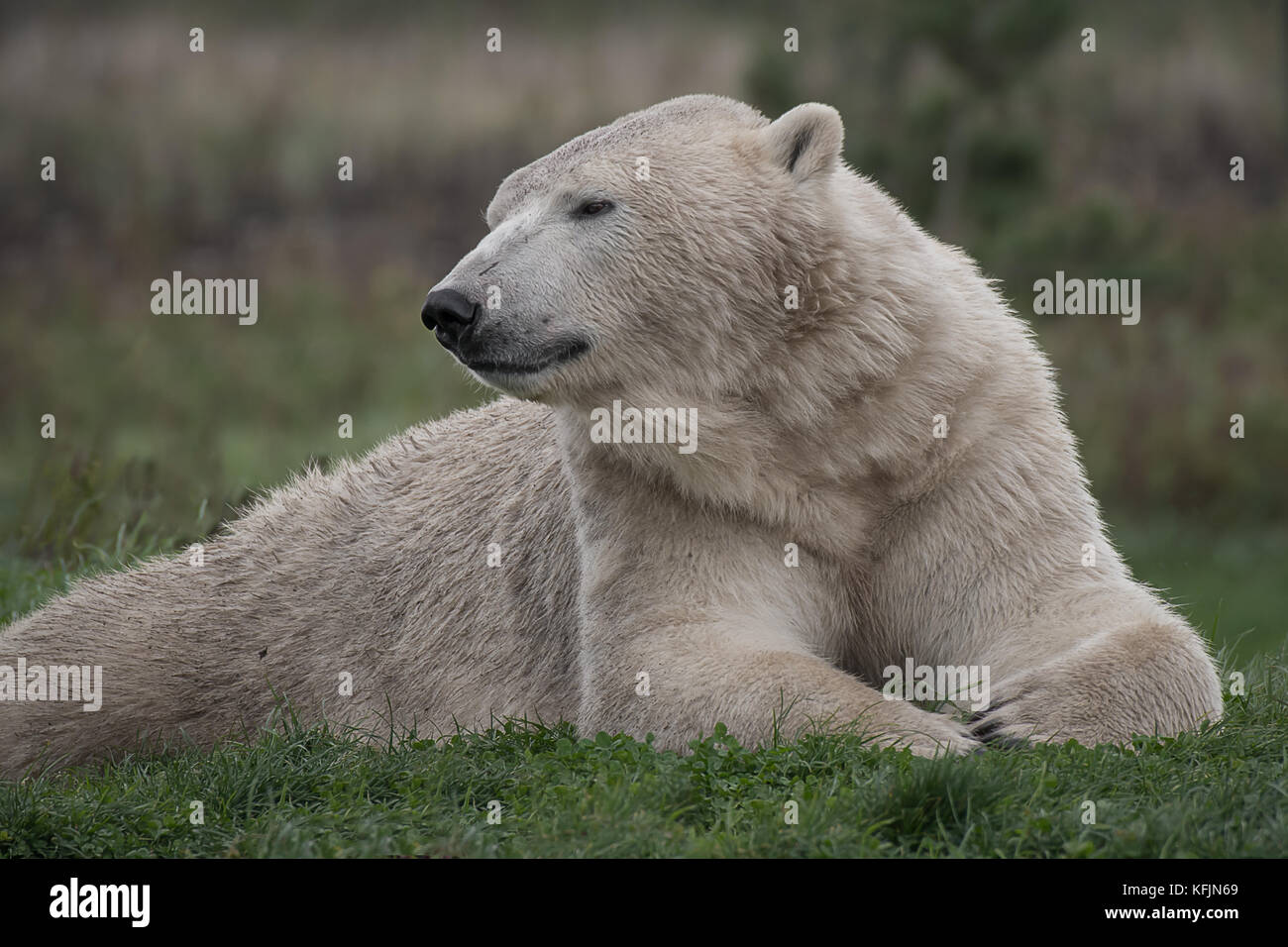 Muy cerca una fotografía de un oso polar Foto de stock