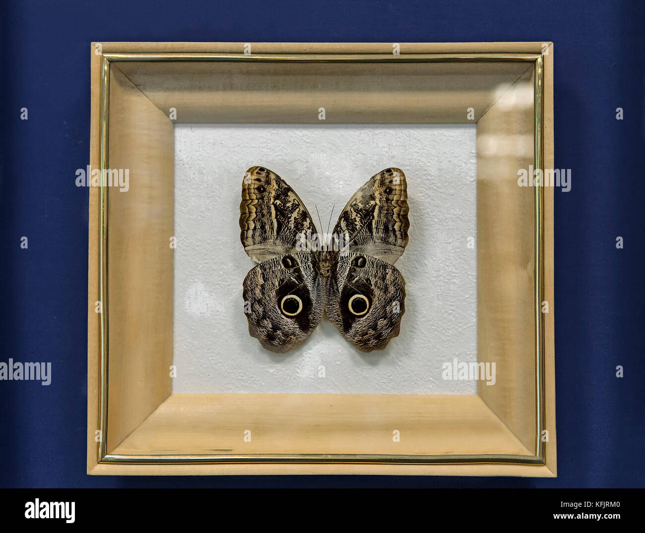 Una instancia de grandes mariposas tropicales del género Caligo illioneus, tiene una envergadura de hasta 160mm. Presentado en un marco acristalado. Foto de stock
