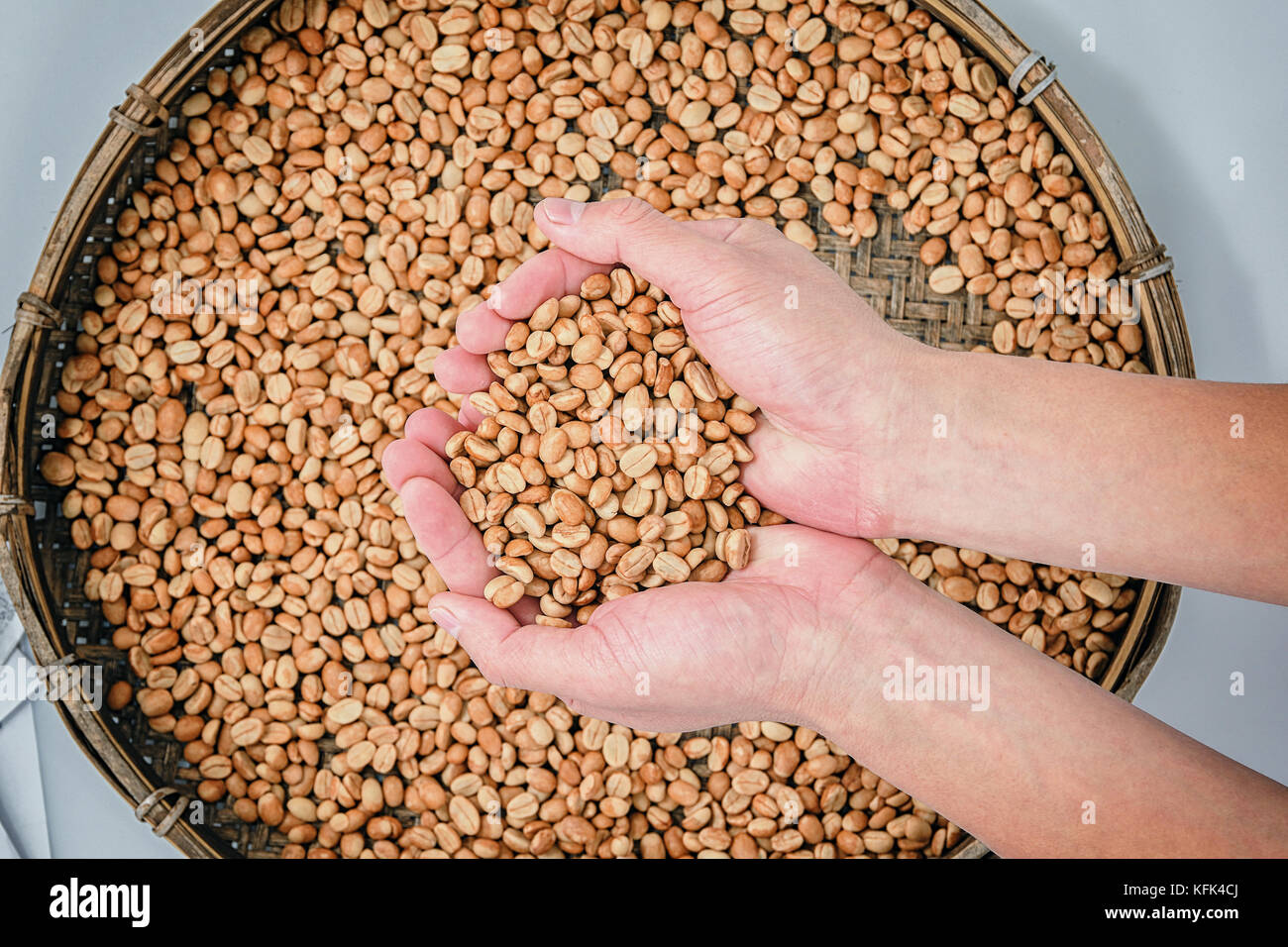 Los granos de café en la mano y los granos de café arábica en cesta de bambú para procesamiento de secado al sol Foto de stock
