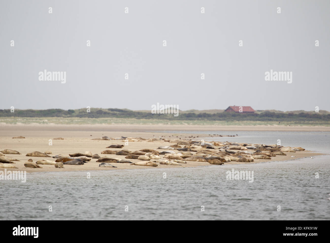 Las focas (Phoca vitulina) sobre un banco de arena en el mar de Wadden, en el mar del Norte isla Juist en Frisia oriental, Alemania, Europa. Foto de stock