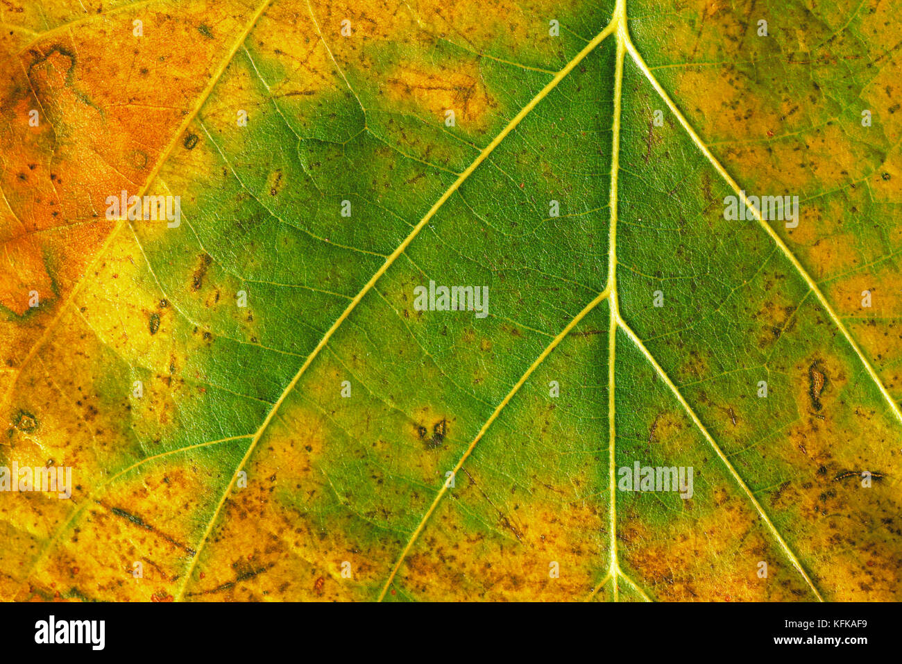 La textura de una hoja de otoño verde y amarillo Foto de stock