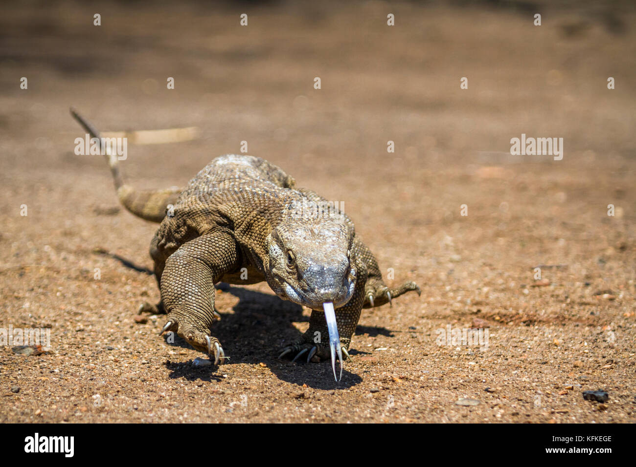 El lagarto monitor del Nilo en el parque nacional Kruger, Sudáfrica ; especie Varanus niloticus familia de varanidae Foto de stock