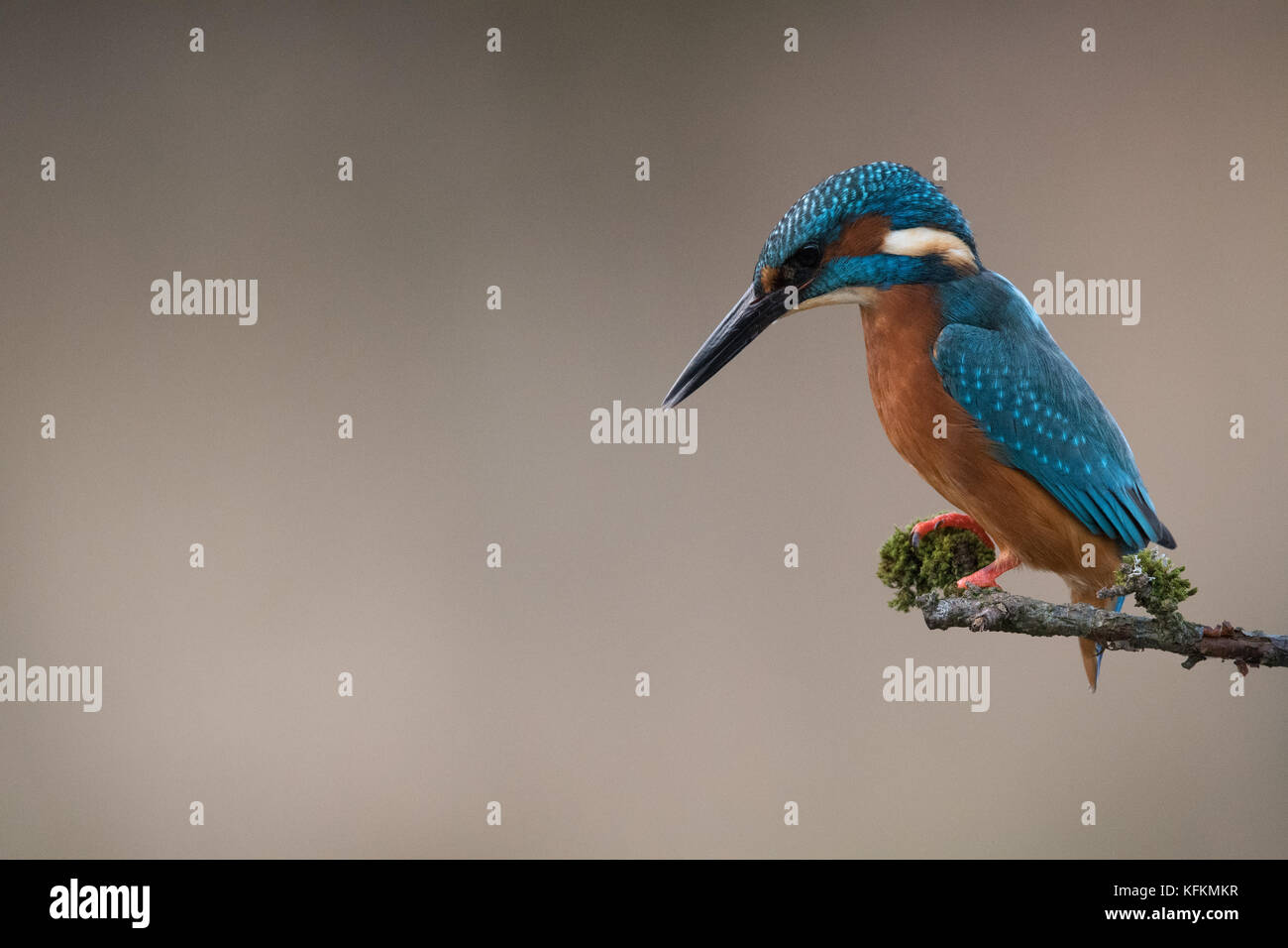 Encaramado kingfisher macho Foto de stock