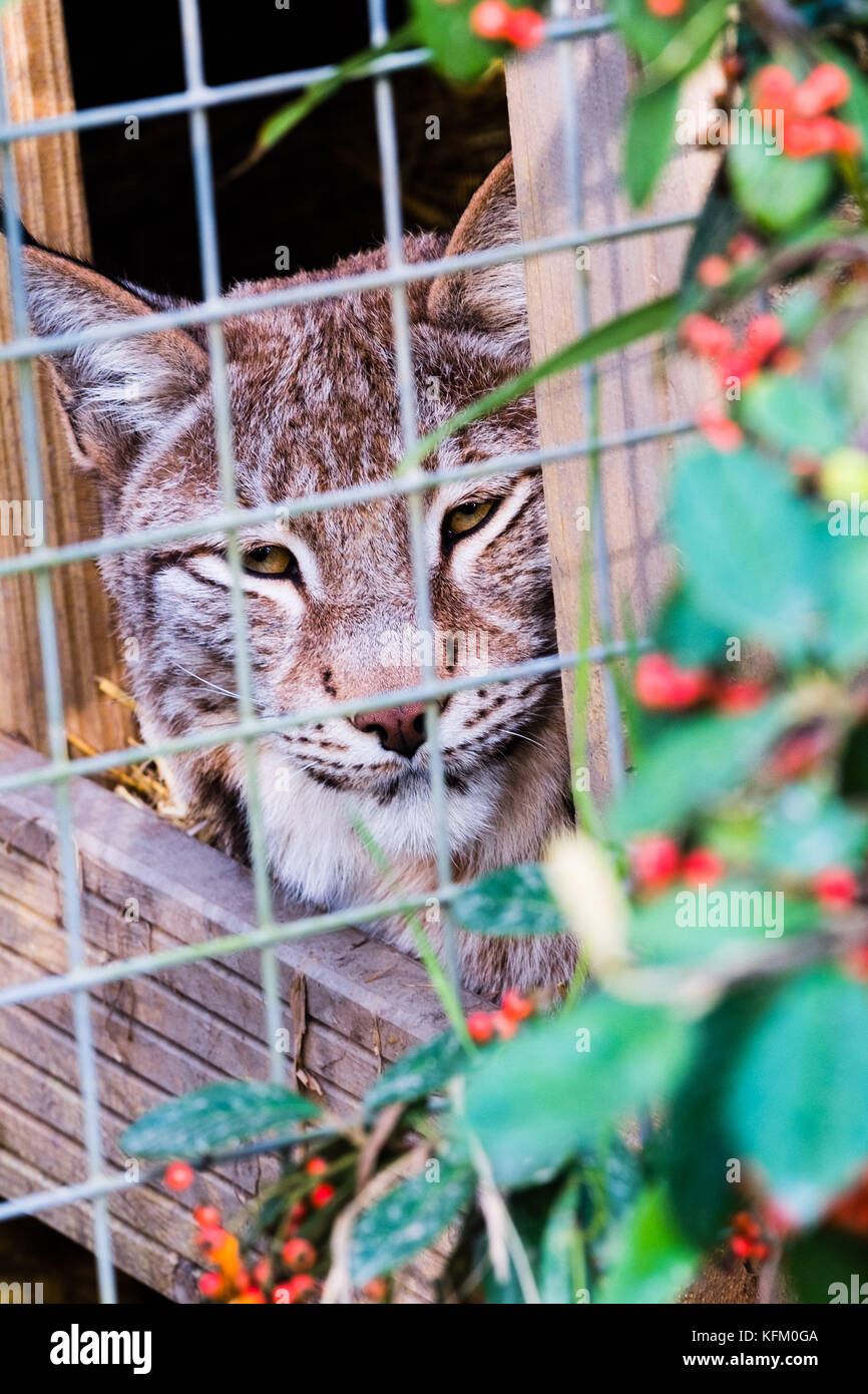 Ceredigon, Gales. 30 oct, 2017. borth Wild Animal Kingdom, continúa la búsqueda de lillith, un joven lince europeo (Lynx lynx) Nombre en latín que escapó de su gabinete tanto en reino animal salvaje con un helicóptero de la policía con cámaras termográficas divisó al animal en la maleza cerca del zoológico en la tarde de ayer, dando esperanzas de que la criatura ha ido al suelo, cerca de su casa en la imagen: uno de los lynx todavía en el gabinete el crédito de la foto: Keith morris/alamy live news Foto de stock