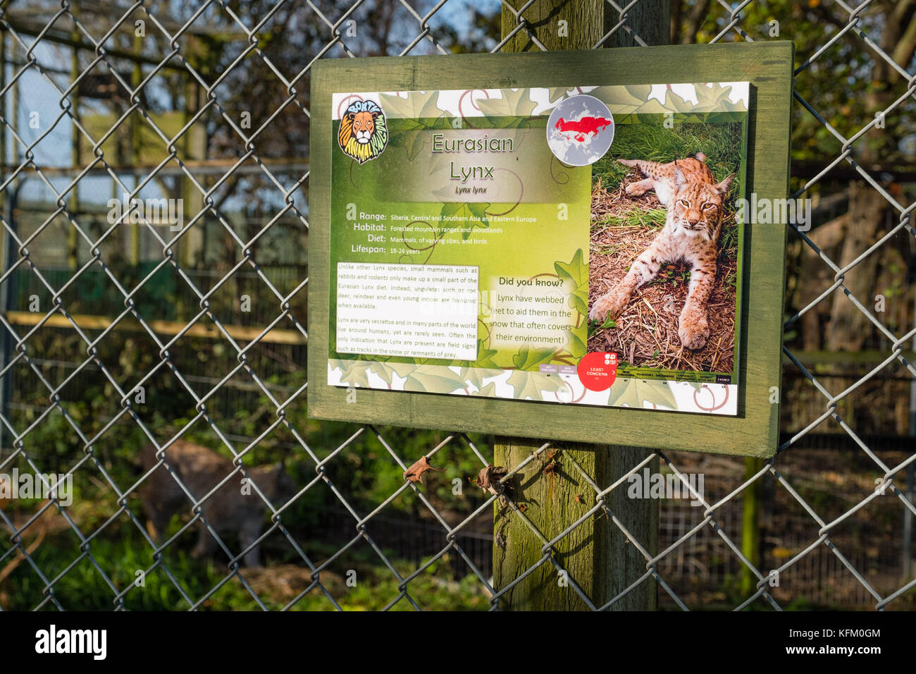 Ceredigon, Gales. 30 oct, 2017. borth Wild Animal Kingdom, continúa la búsqueda de lillith, un joven lince europeo (Lynx lynx) Nombre en latín que escapó de su gabinete tanto en reino animal salvaje con un helicóptero de la policía con cámaras termográficas divisó al animal en la maleza cerca del zoológico en la tarde de ayer, dando esperanzas de que la criatura ha ido al suelo, cerca de su casa en la imagen: uno de los lynx todavía en el gabinete el crédito de la foto: Keith morris/alamy live news Foto de stock