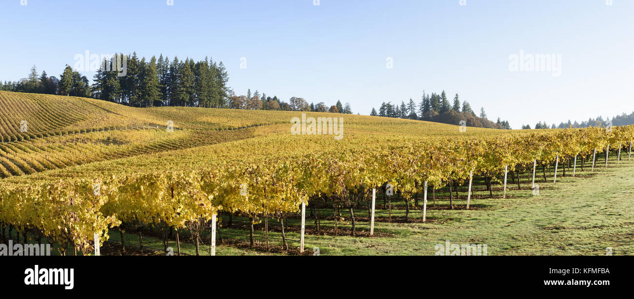 Colores de otoño mañana mediados de viñedos en el valle de Willamette, el condado de Marion, en el oeste de Oregon Foto de stock