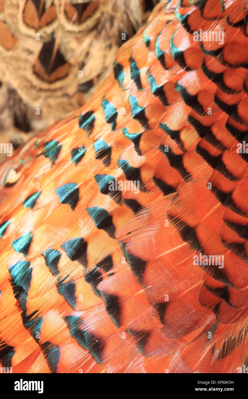 Cerrar macro shot de faisán que muestra el patrón de plumas prohibido. Aves de caza después de disparar. Foto de stock