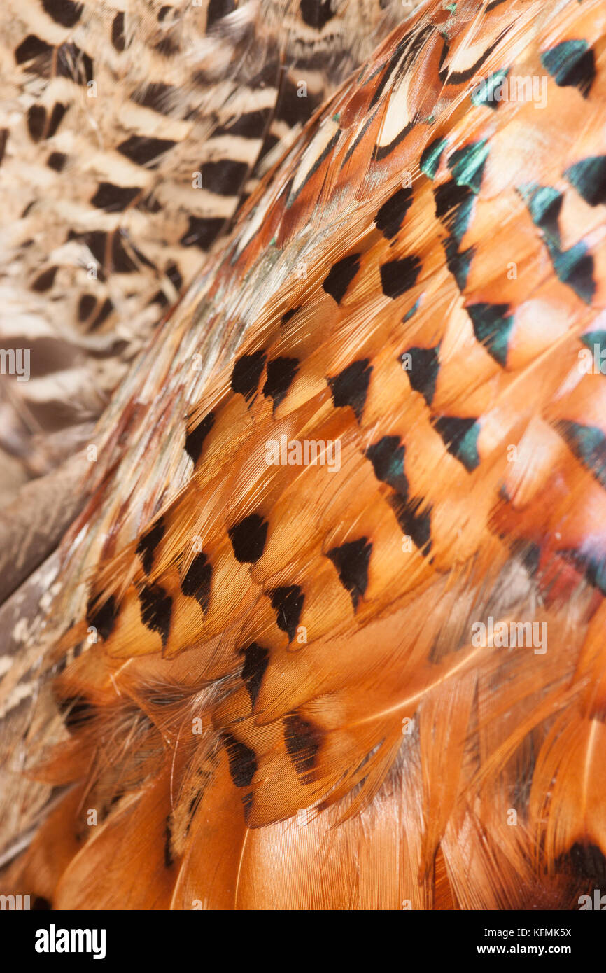 Cerrar macro shot de faisán que muestra el patrón de plumas prohibido. Aves de caza después de disparar. Foto de stock