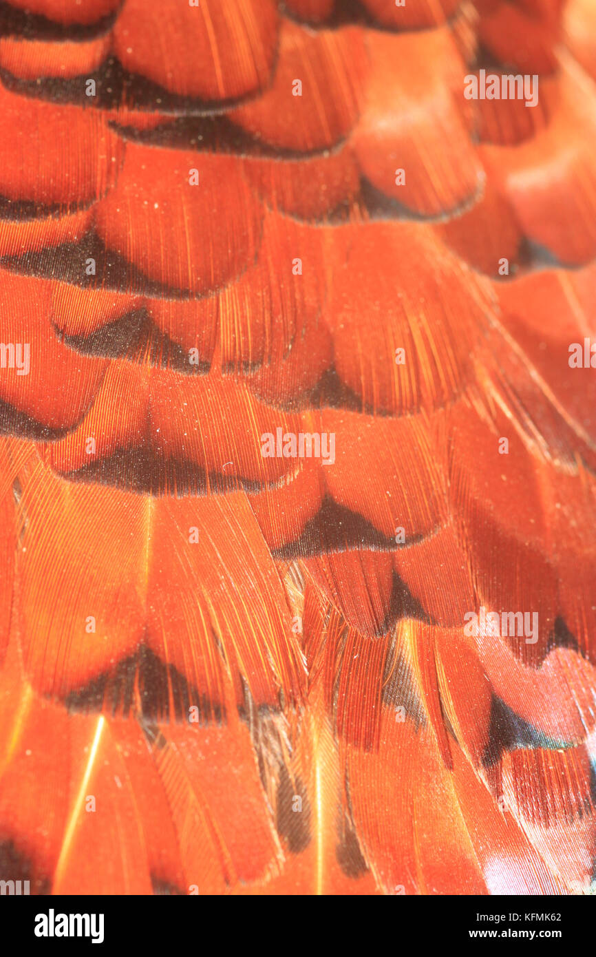 Cerrar macro shot de faisán que muestra el patrón de plumas prohibido. Aves de caza después de disparar. Foto de stock