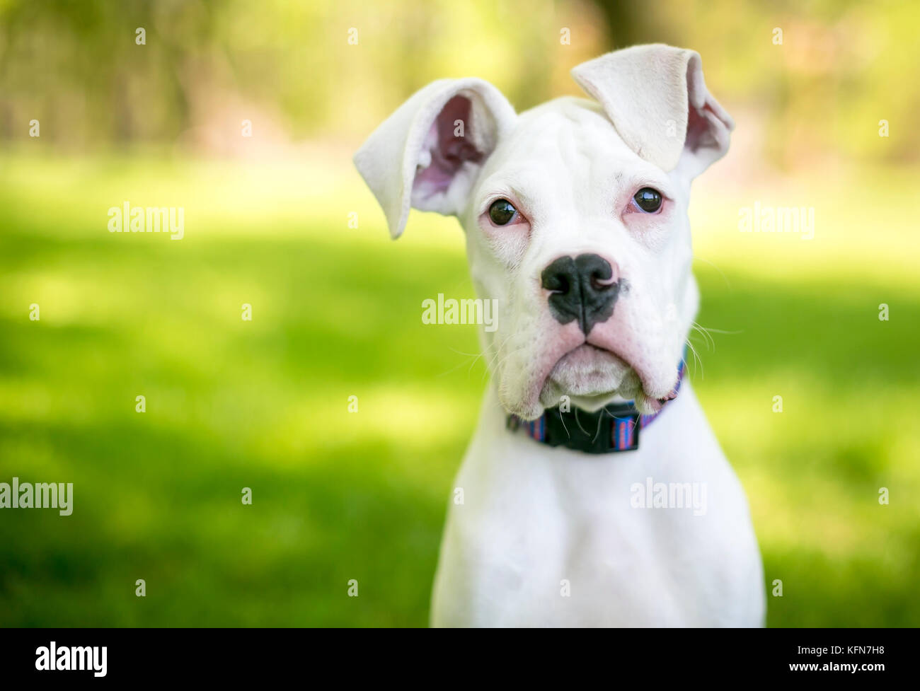 Un gran danés cachorro blanco con grandes orejas Foto de stock