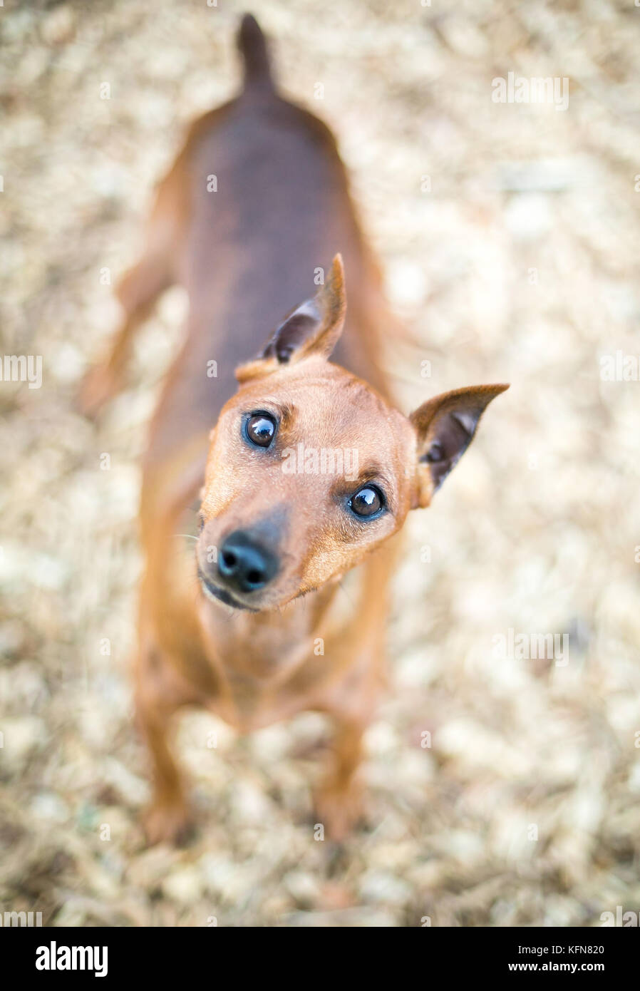 Un Pinscher miniatura rojo perro con orejas recortadas y un acoplado de cola, escuchar con una inclinación de cabeza Foto de stock