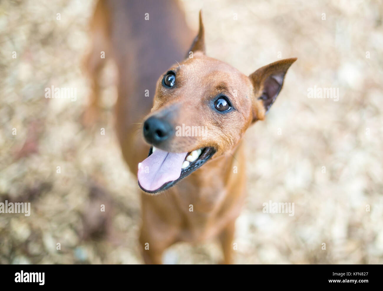 Un Pinscher miniatura rojo perro con orejas recortadas Foto de stock